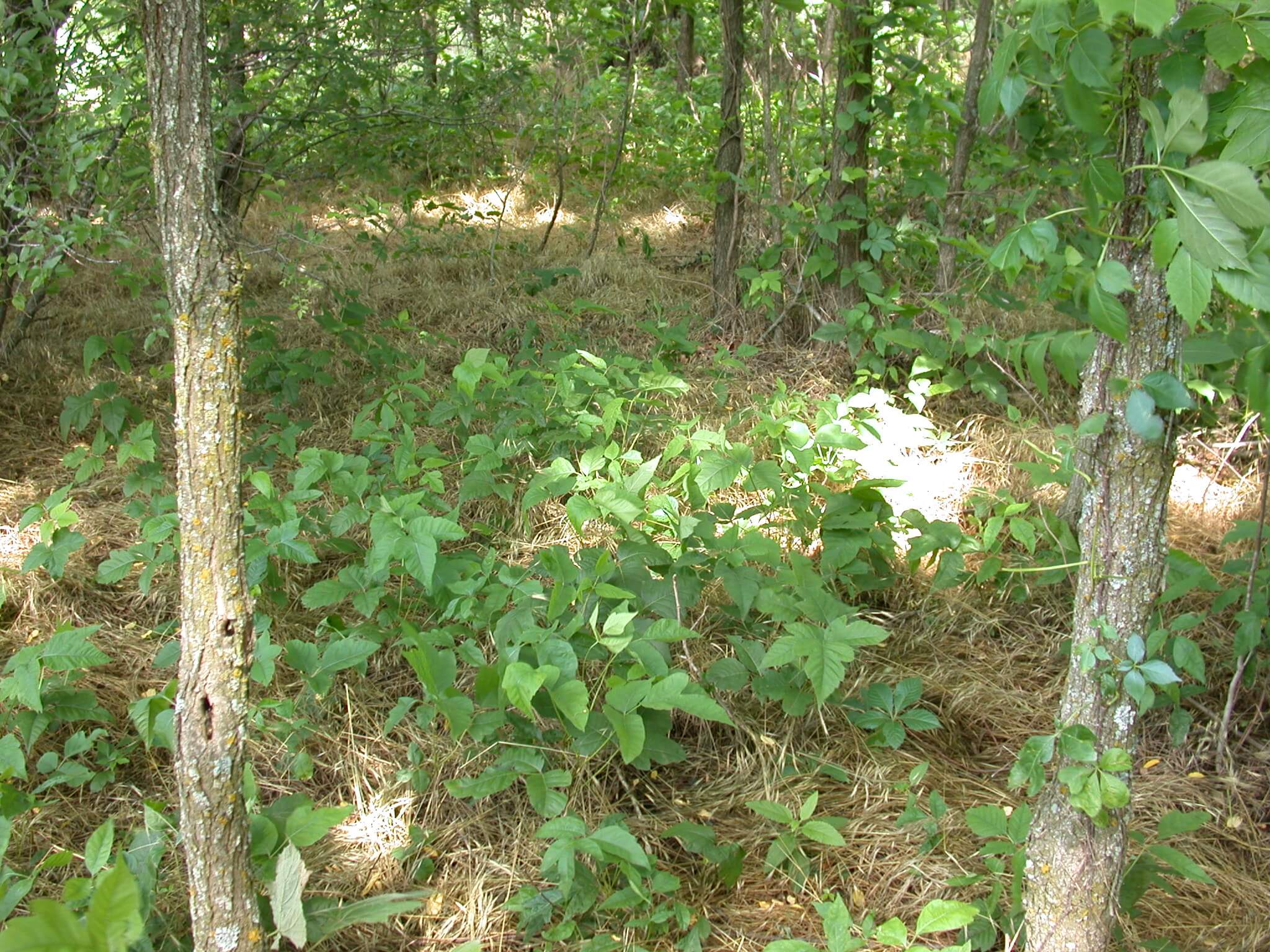 Posion Ivy in Shade