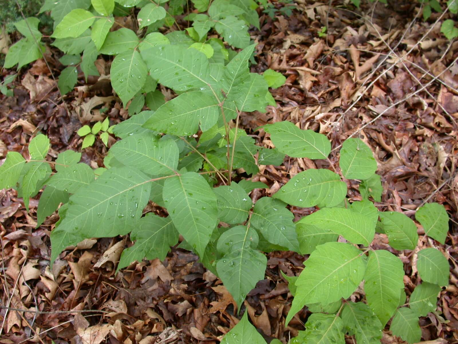 Posion Ivy Plants