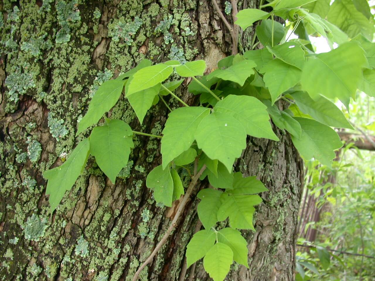 Posion Ivy Vine