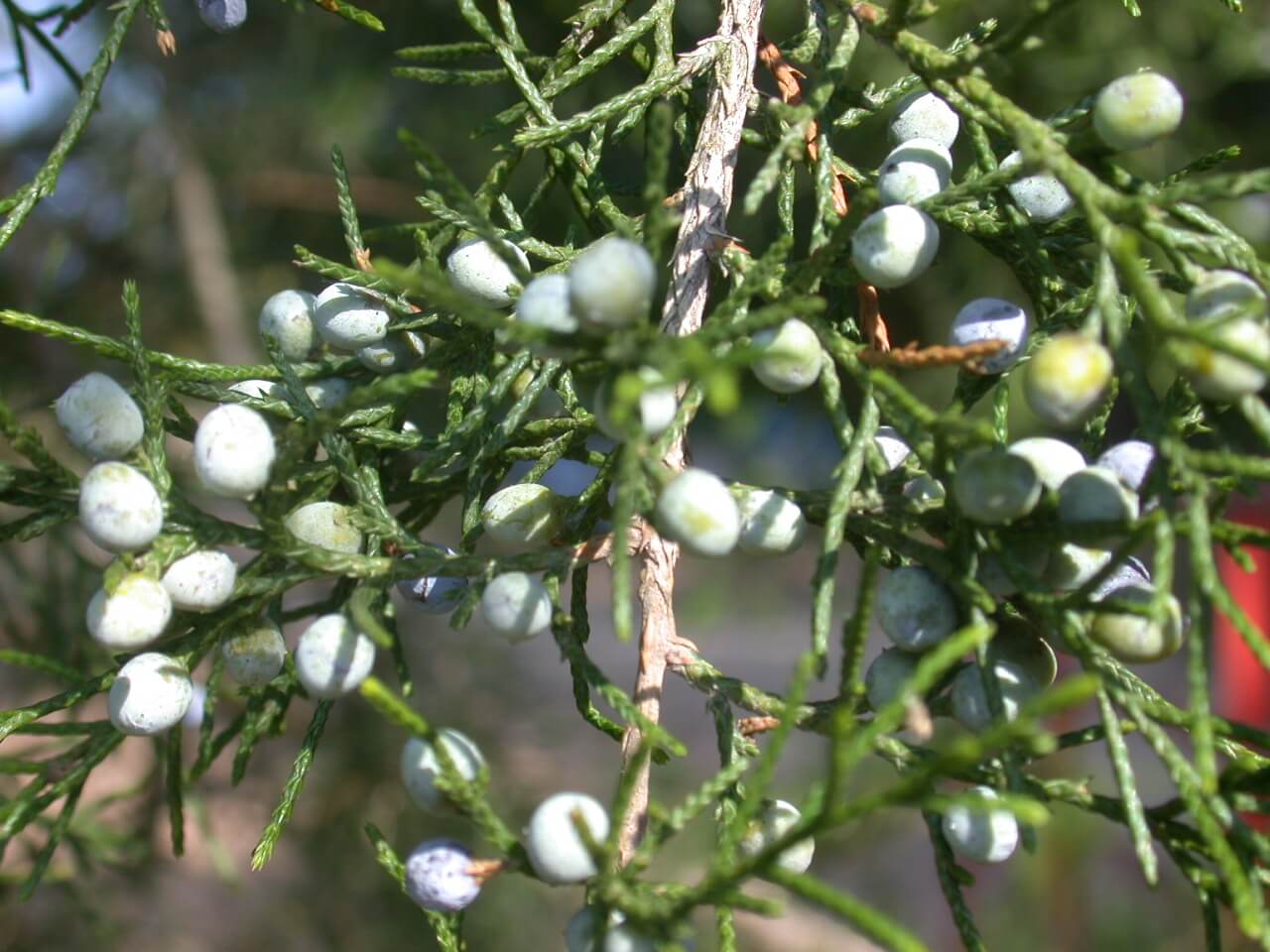 Cedar Fruit