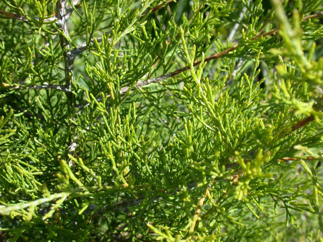 Cedar Needles