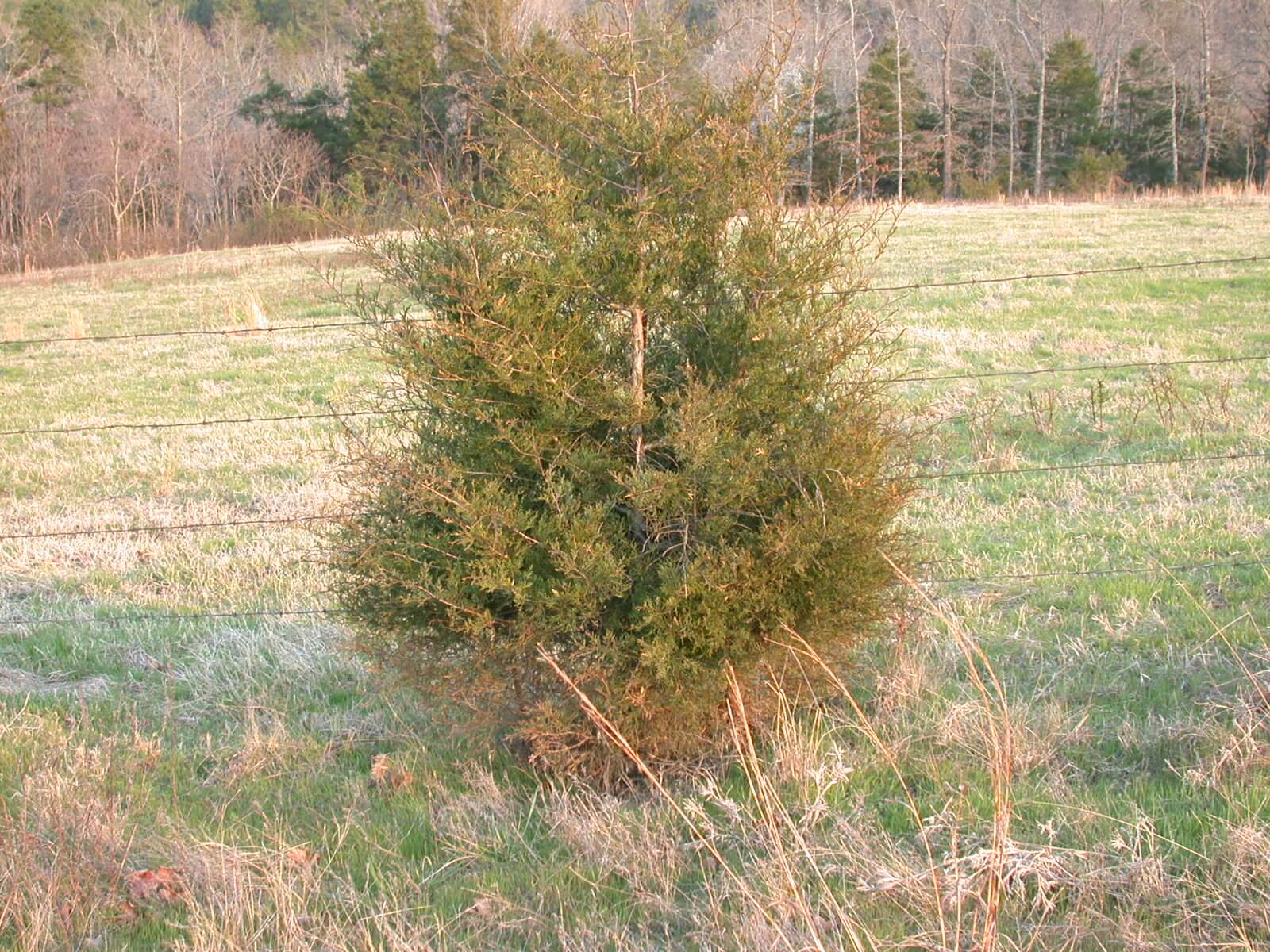 Red Cedar Tree