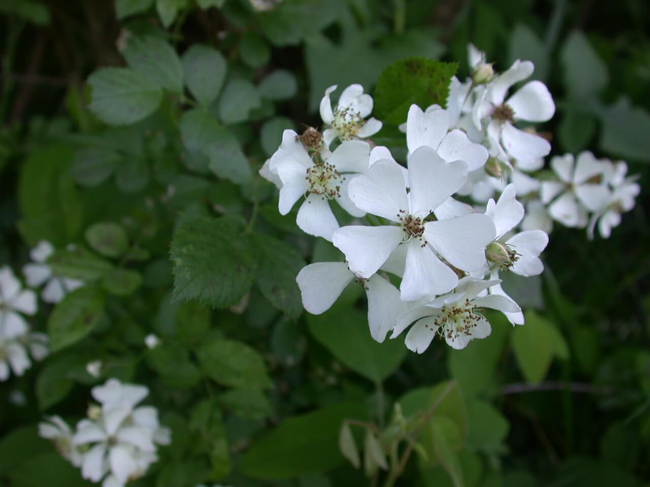 Multiflora Rose Bloom Multiflora Rose Bloom