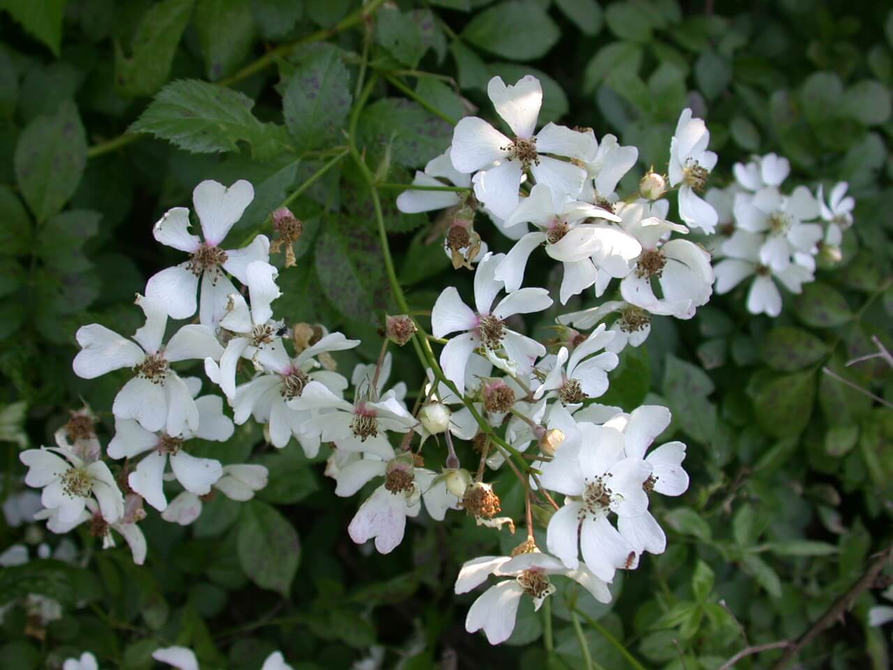 Multiflora Rose Blooms Multiflora Rose Blooms