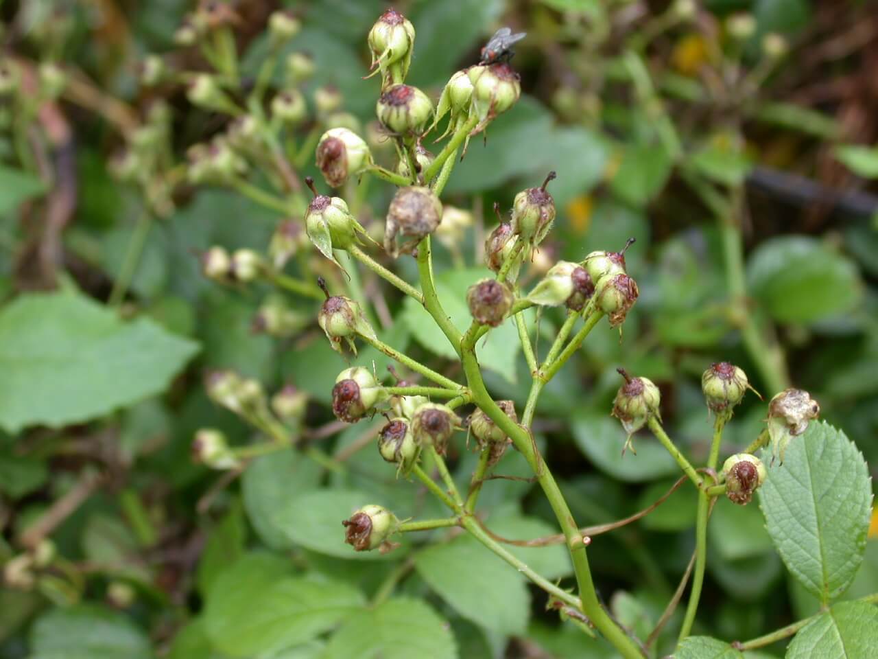 Multiflora Rose Fruit Multiflora Rose Fruit