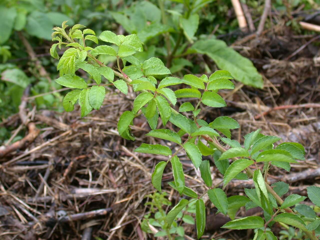 Multiflora Rose Leaves