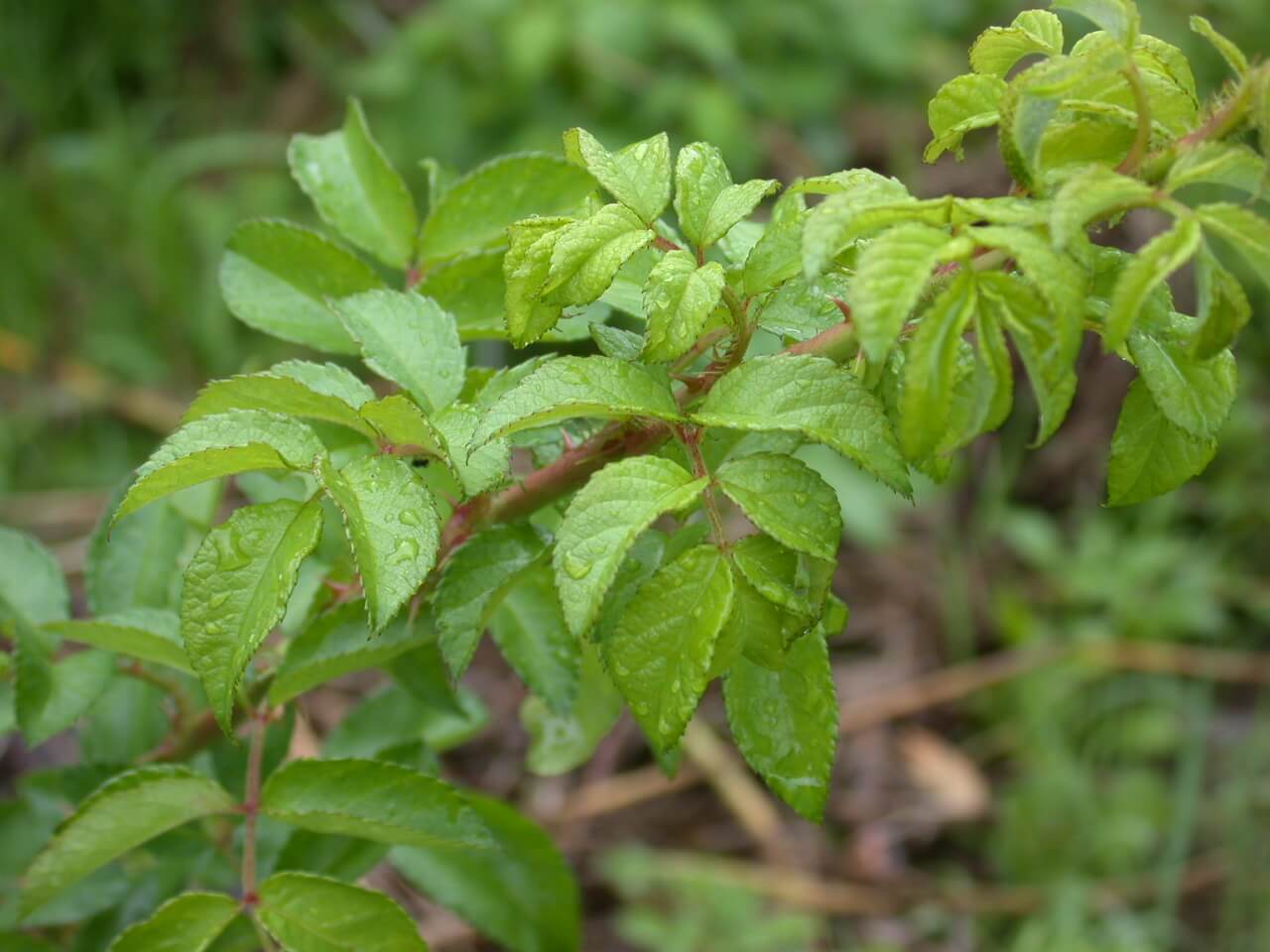 Multiflora Rose Stem