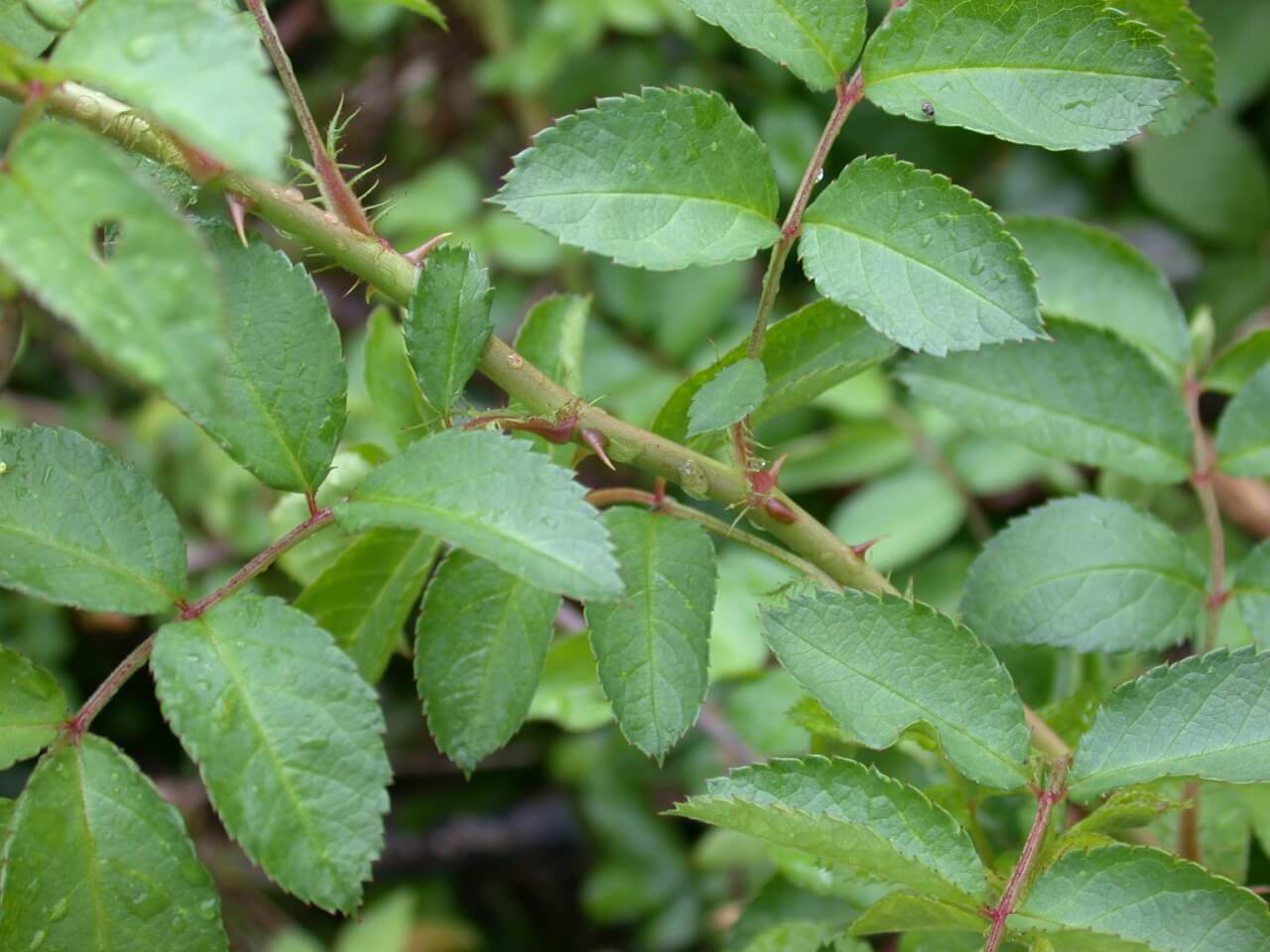 Multiflora Rose Thorns Multiflora Rose Thorns