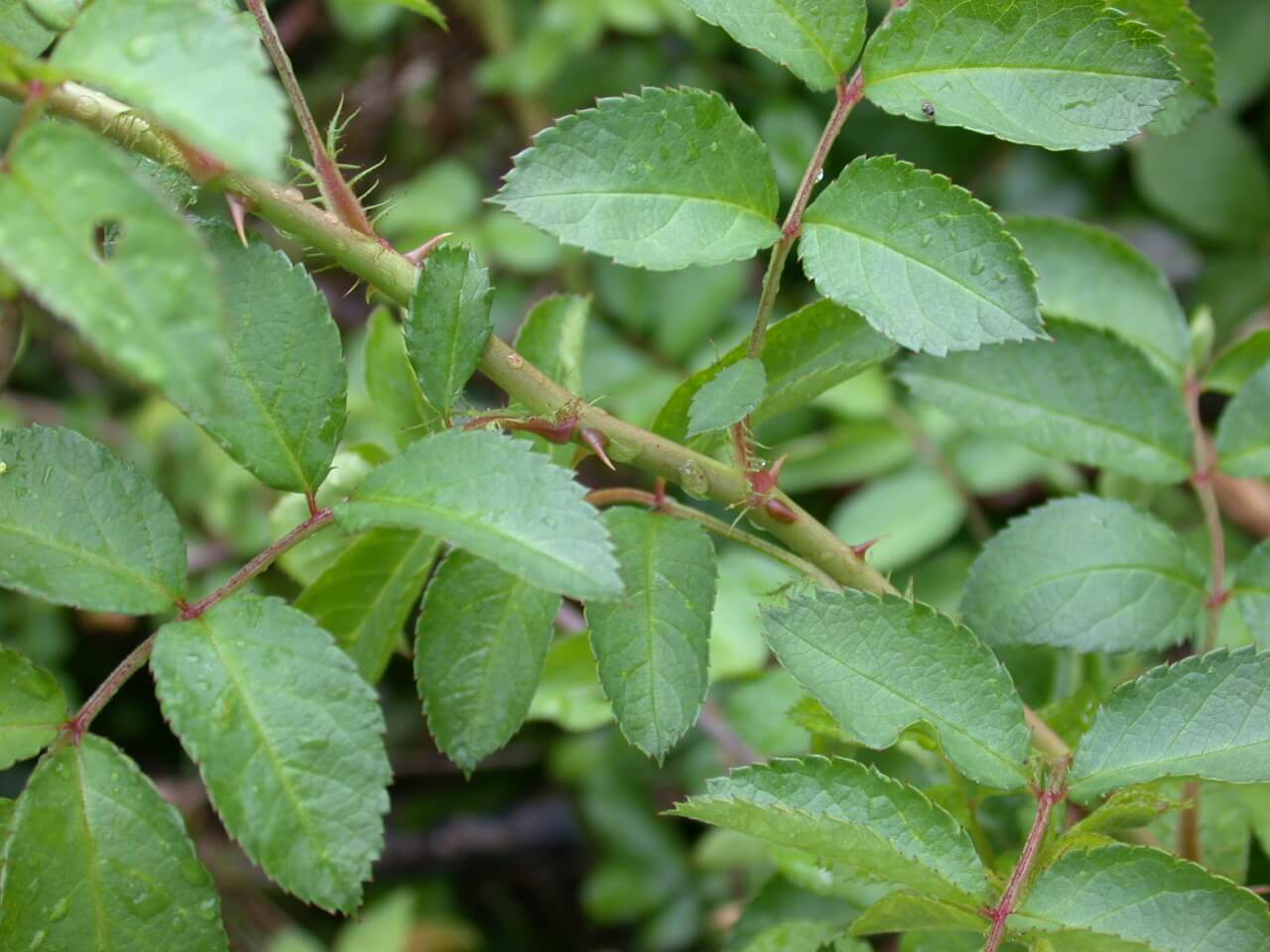 Multiflora Rose Thorns