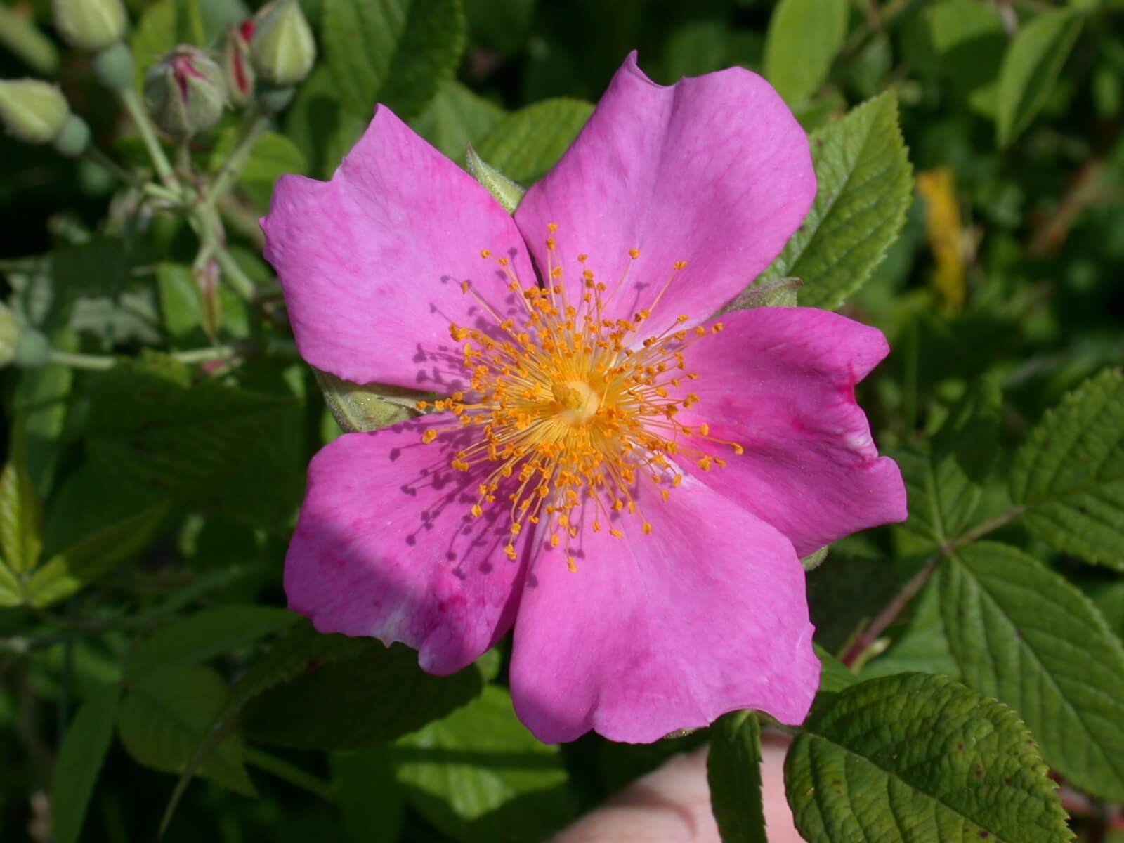 Wild Rose Bloom