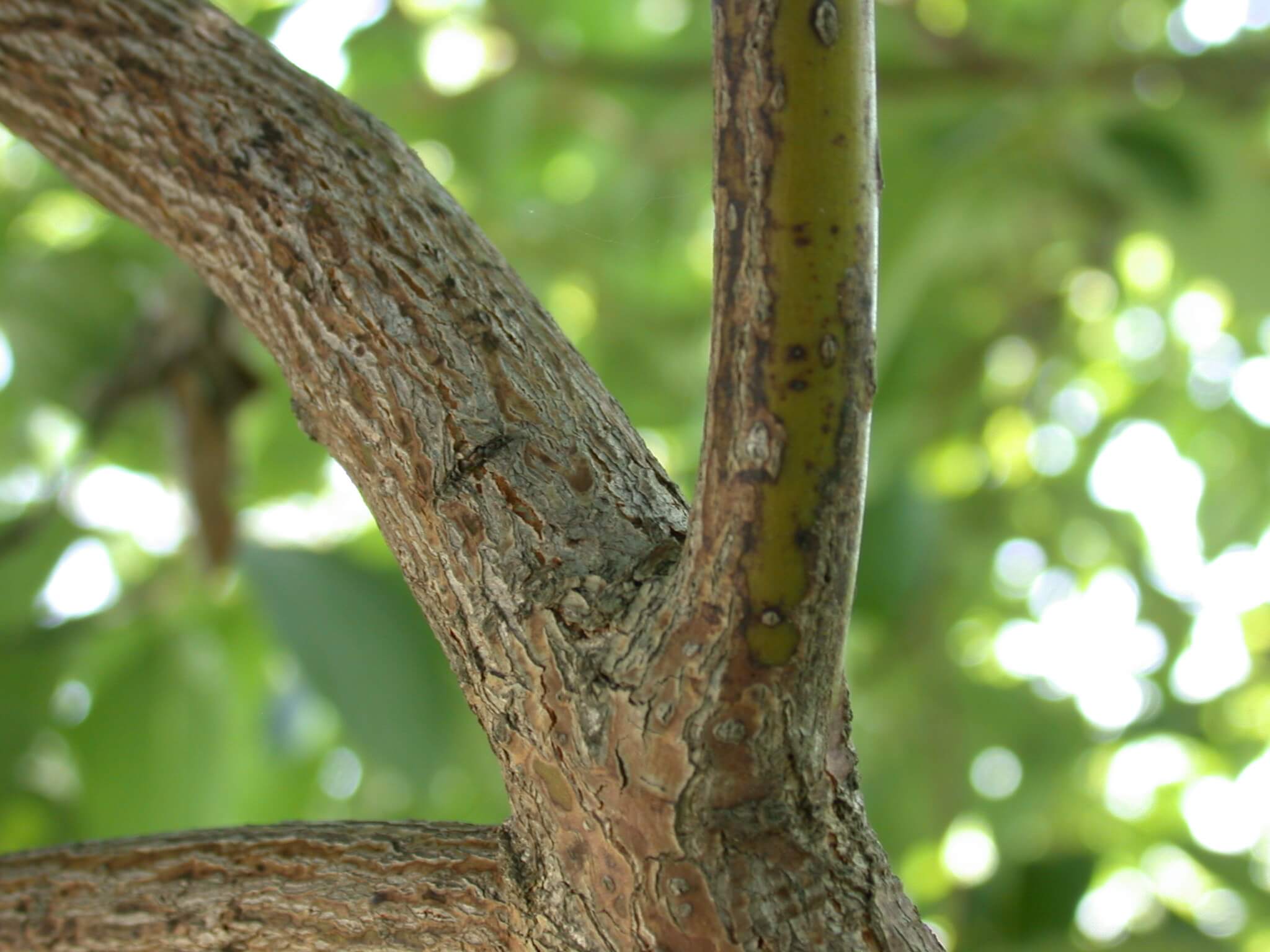 Sassafras Bark