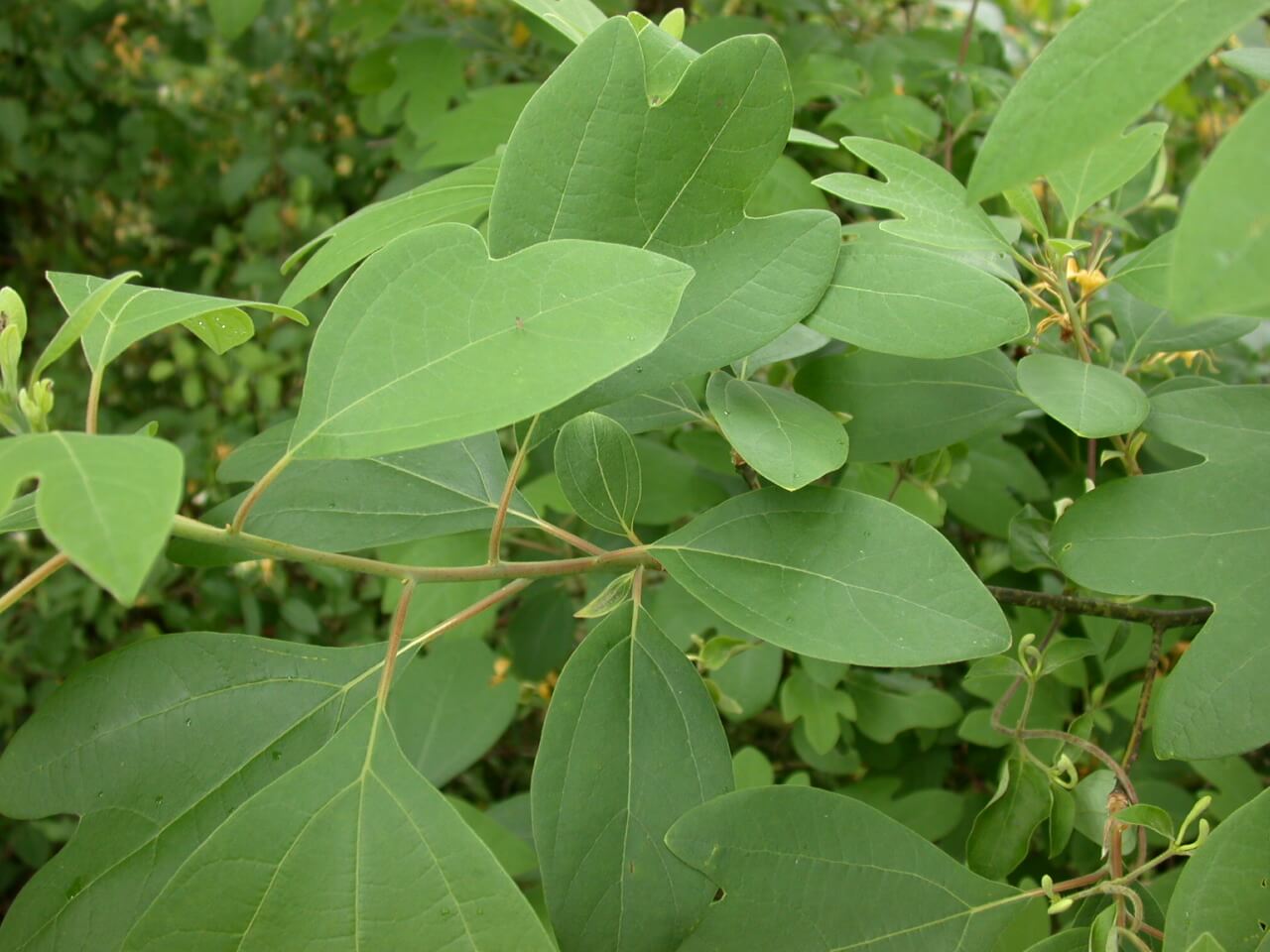 Sassafras