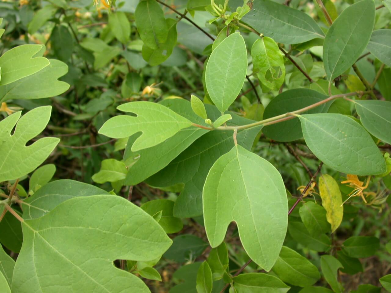 Sassafras Leaf Shapes