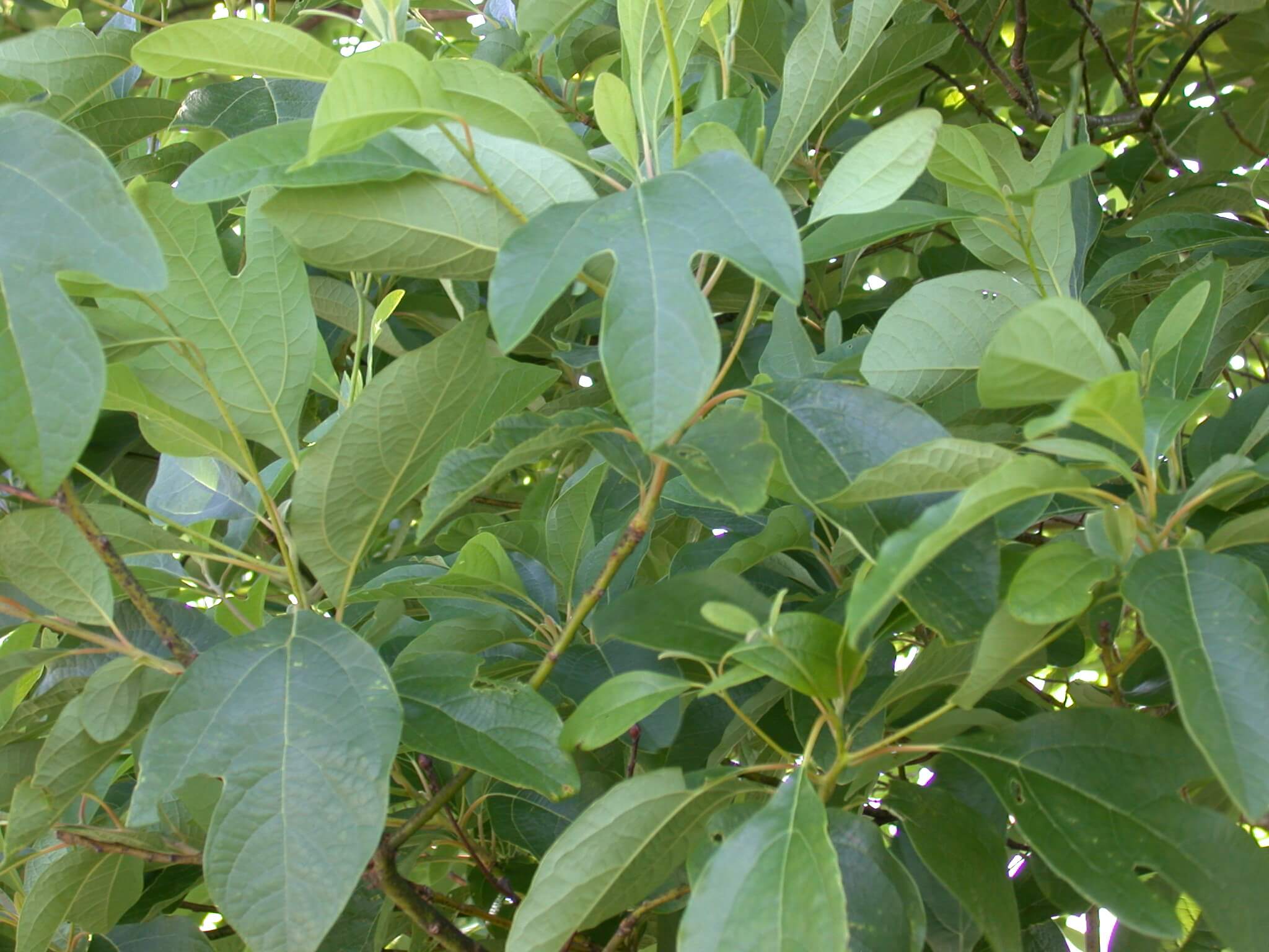 Sassafras Plant Leaves