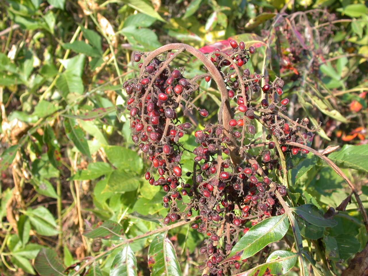 Sumac Berries