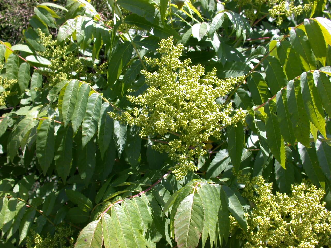 Sumac Bush