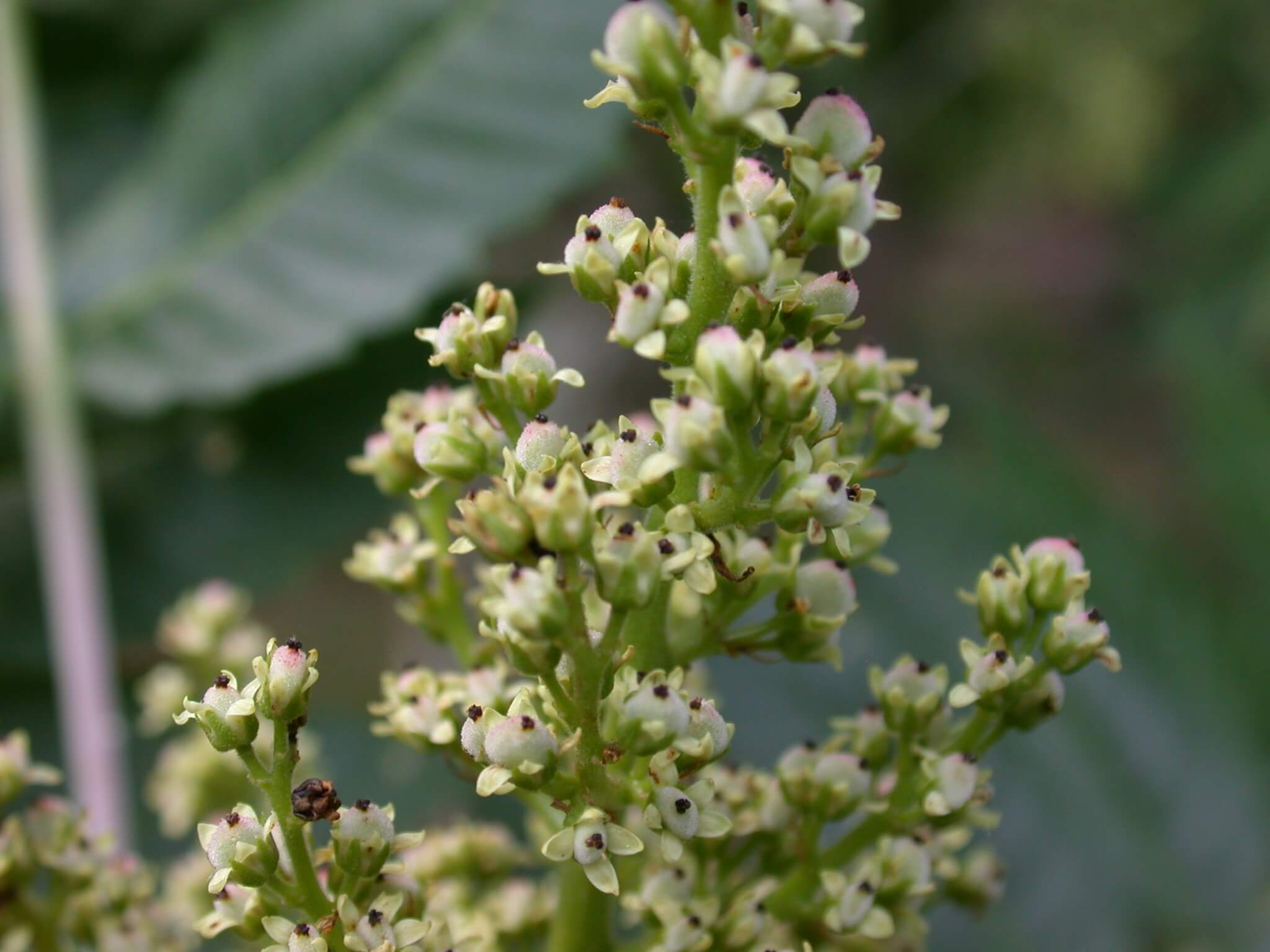 Sumac Flowers