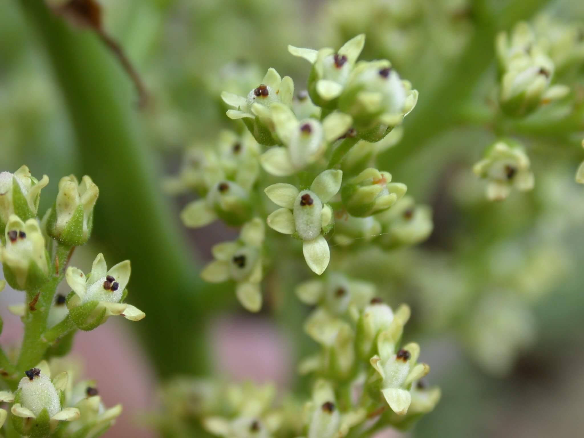 Sumac Flowers