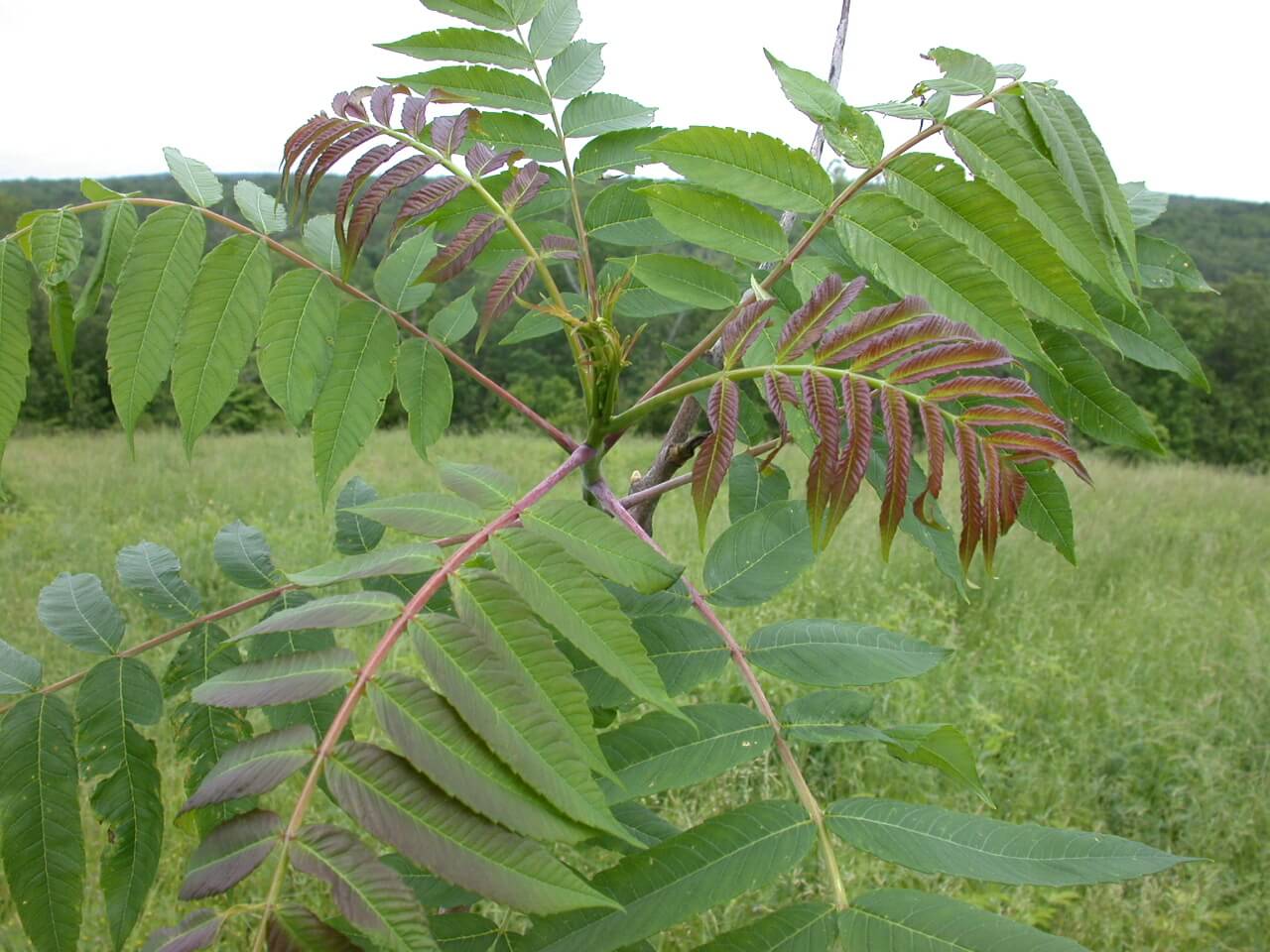 Sumac Leaves