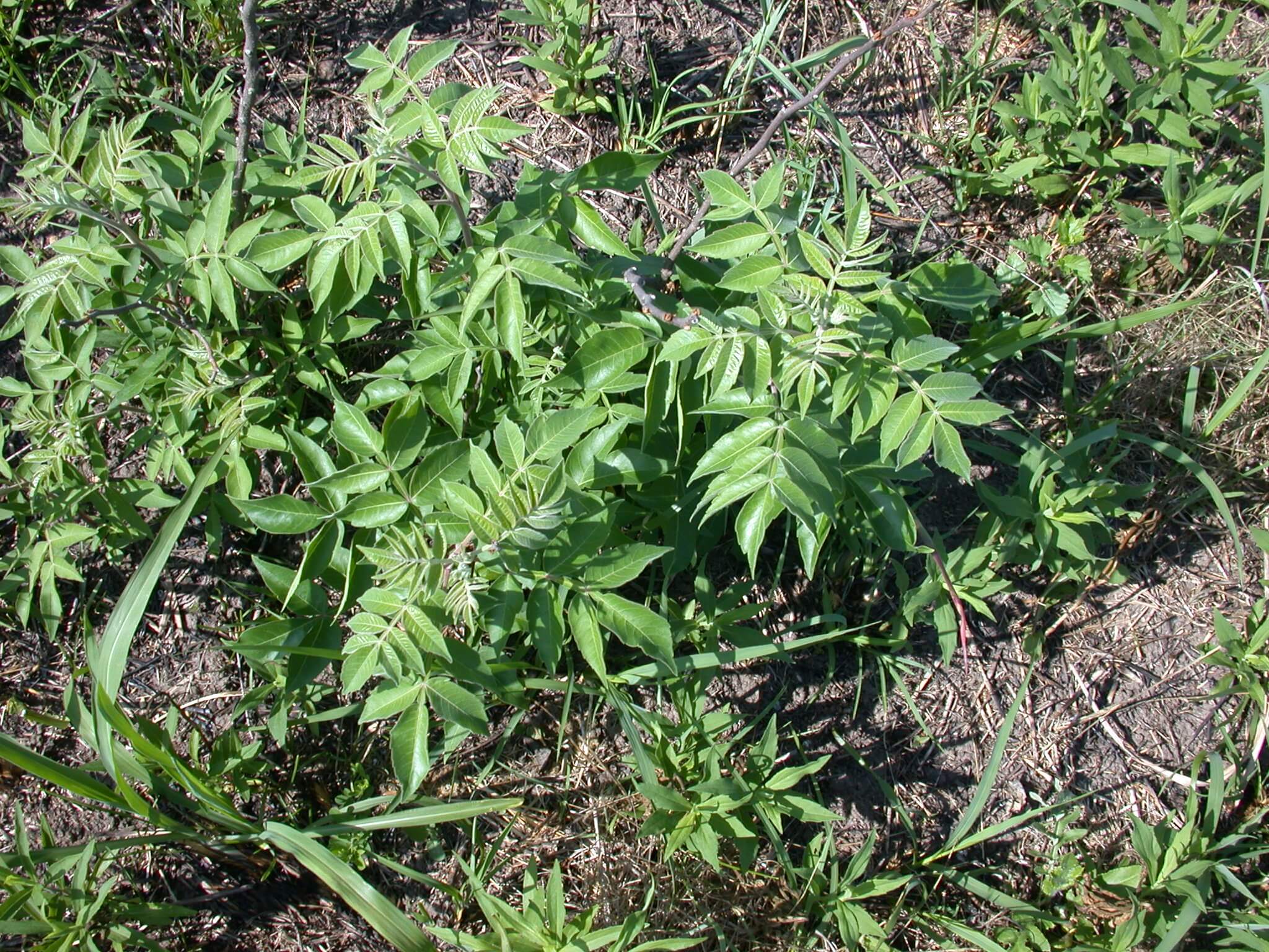 Sumac Sprouts