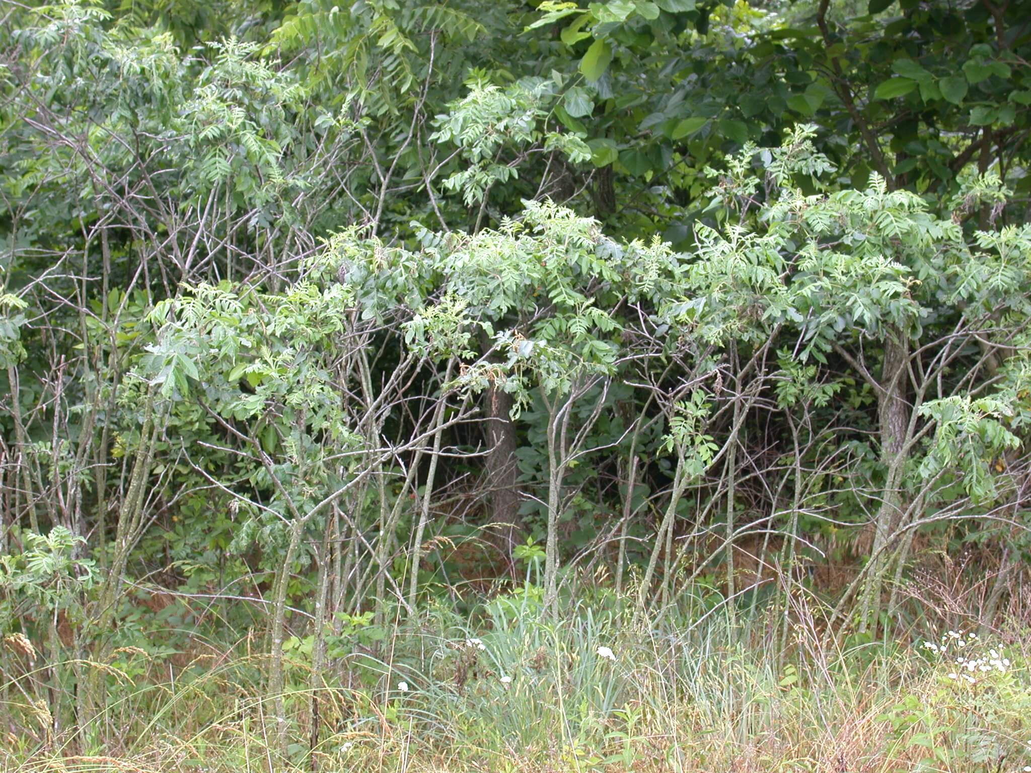 Sumac Sprouts