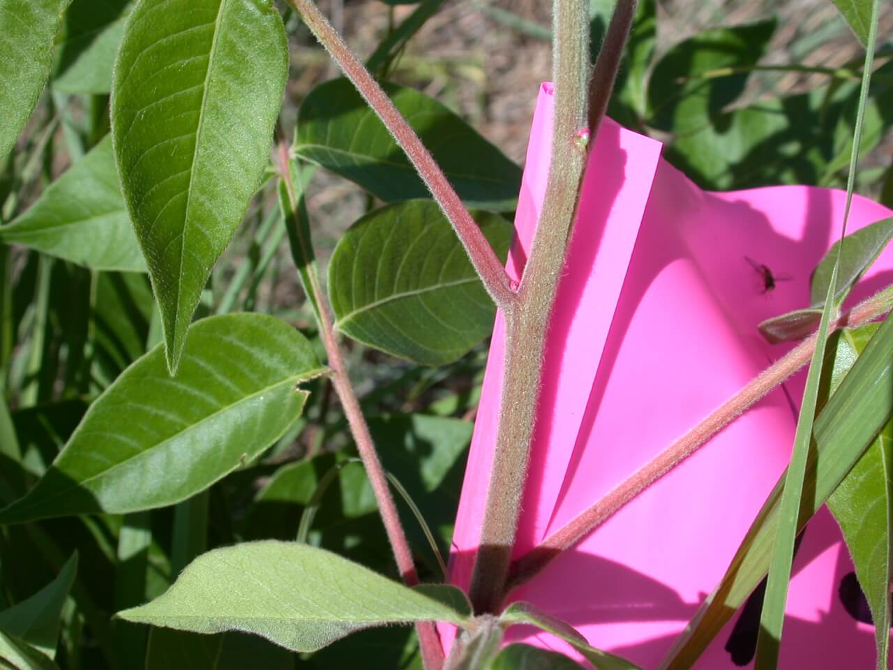 Sumac Stem