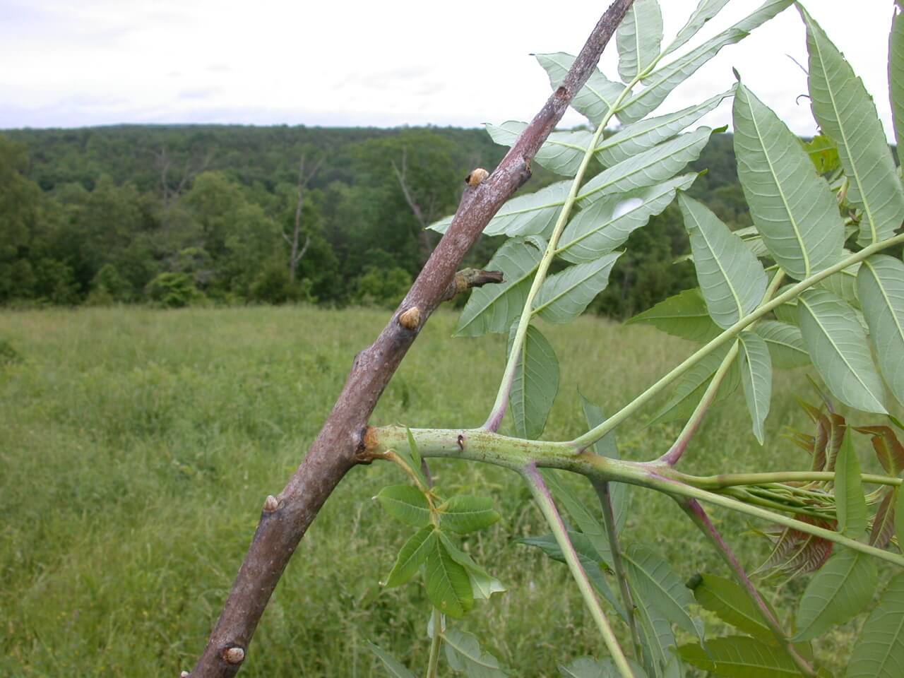 Sumac Stem