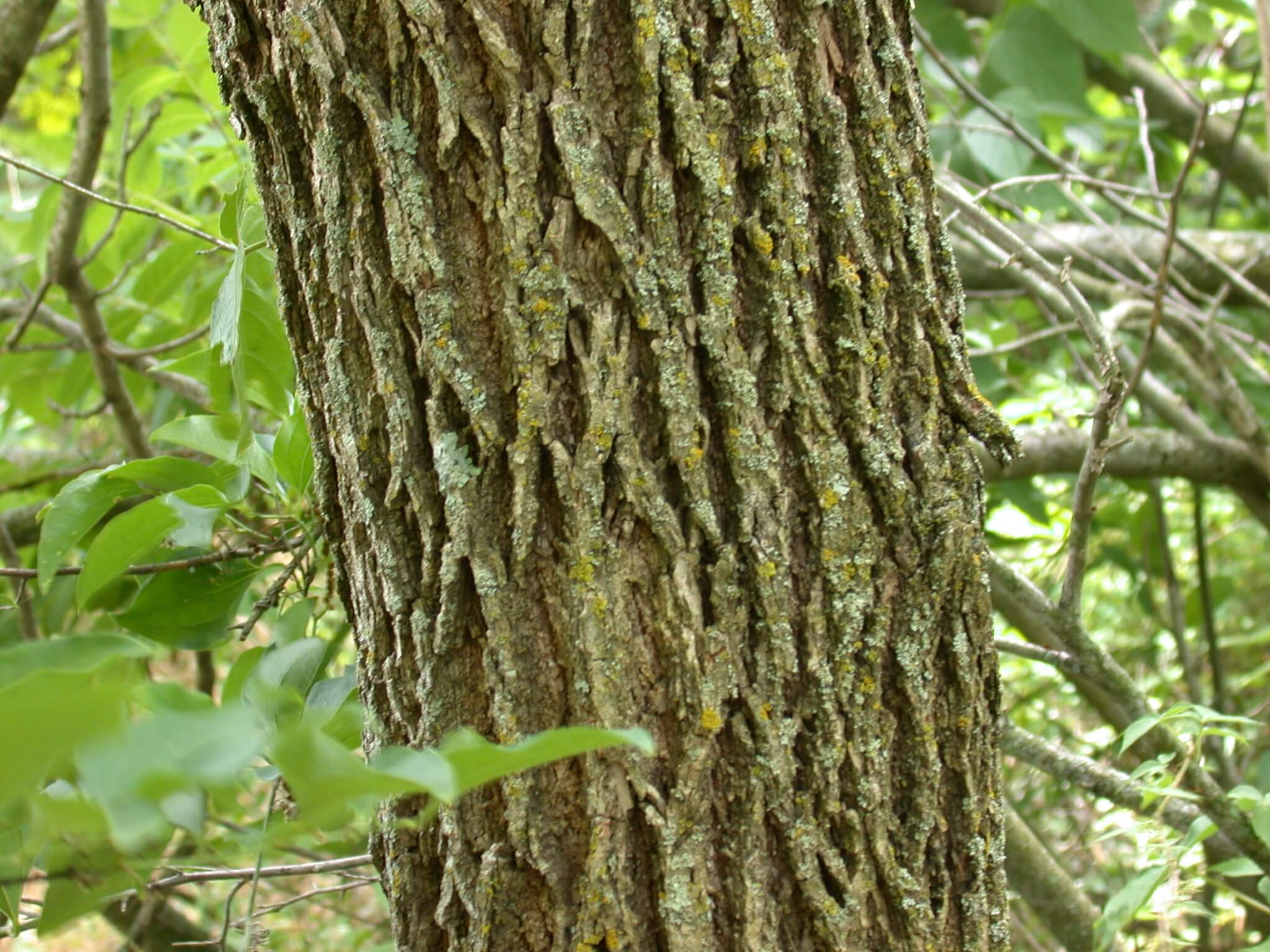 Walnut Bark