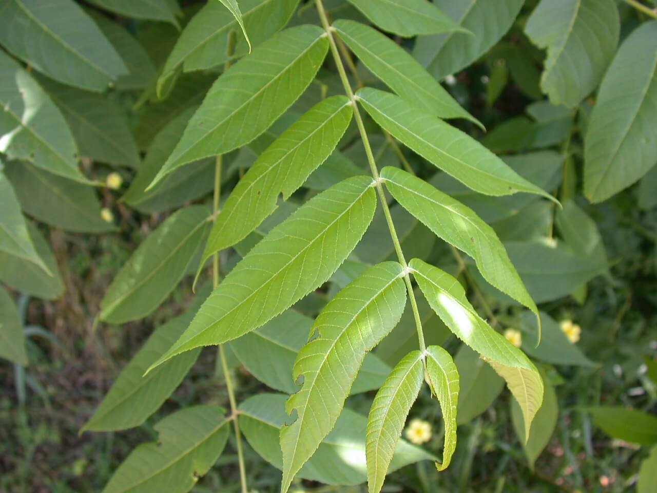 Walnut Leaf