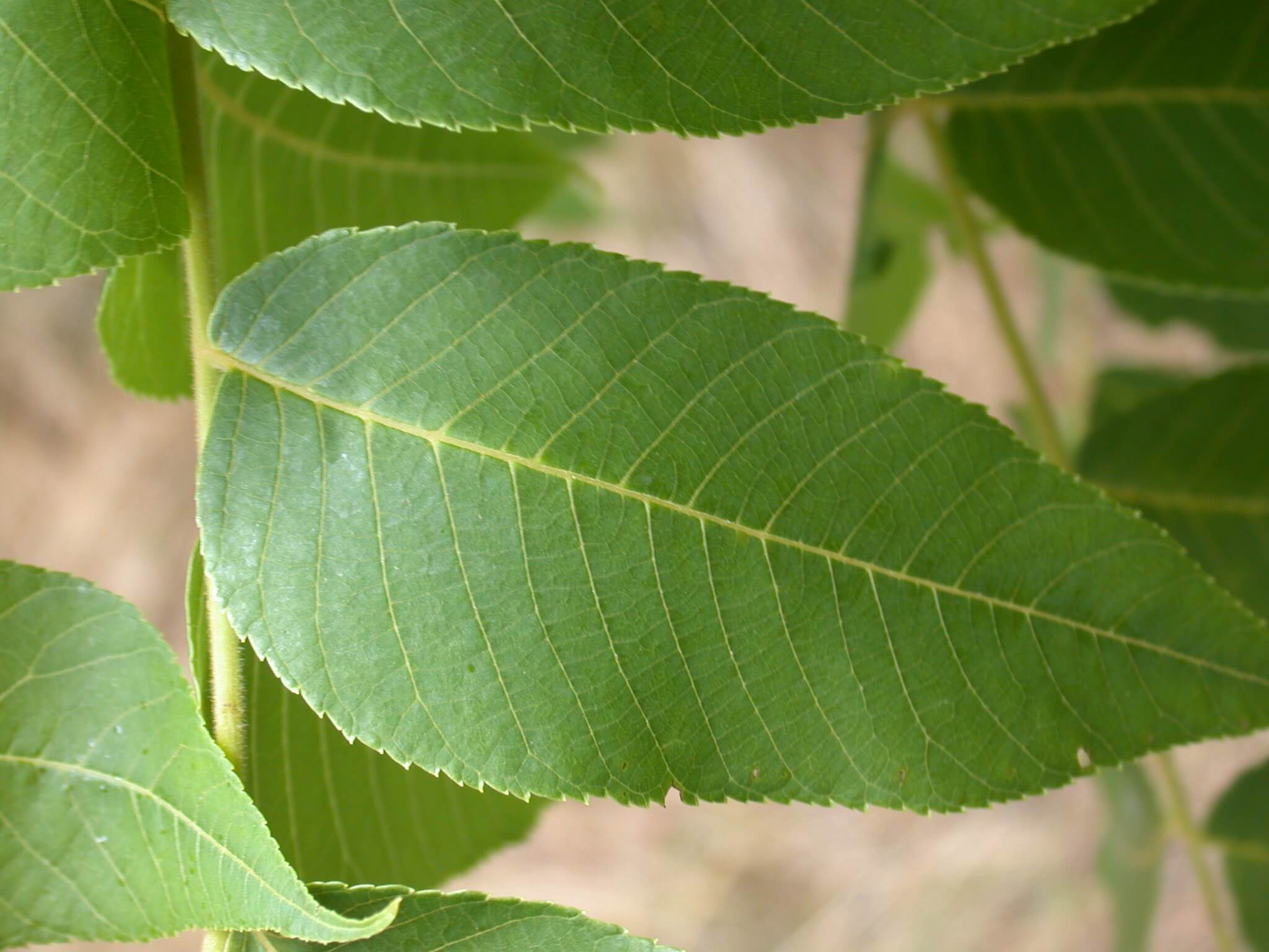 Walnut Leaflet