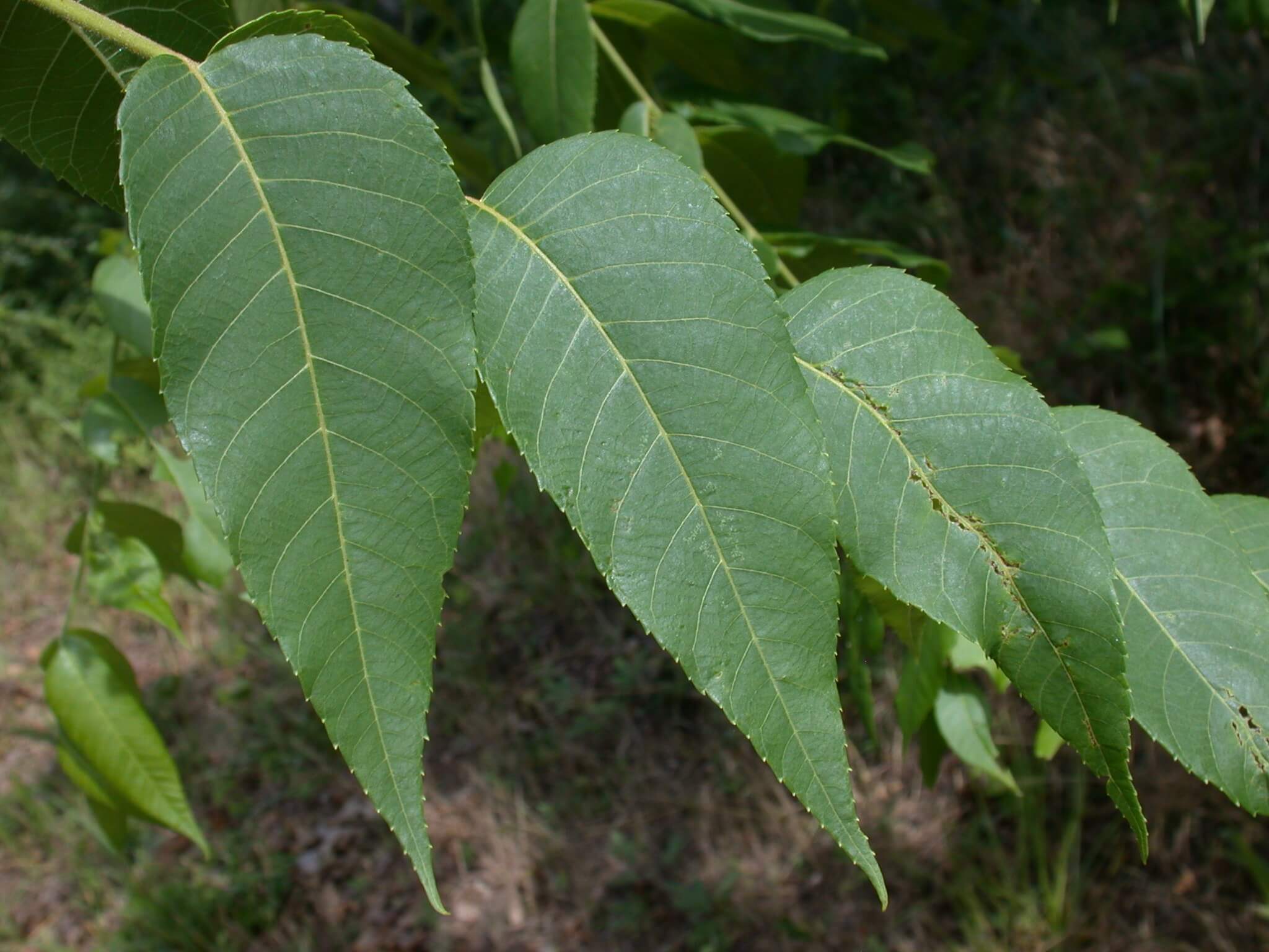 Walnut Leaflets