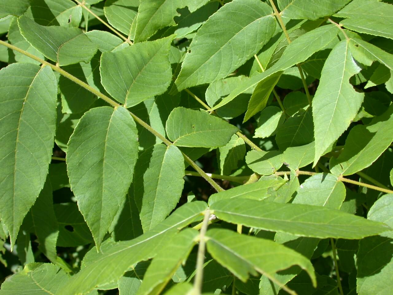 Walnut Leaves