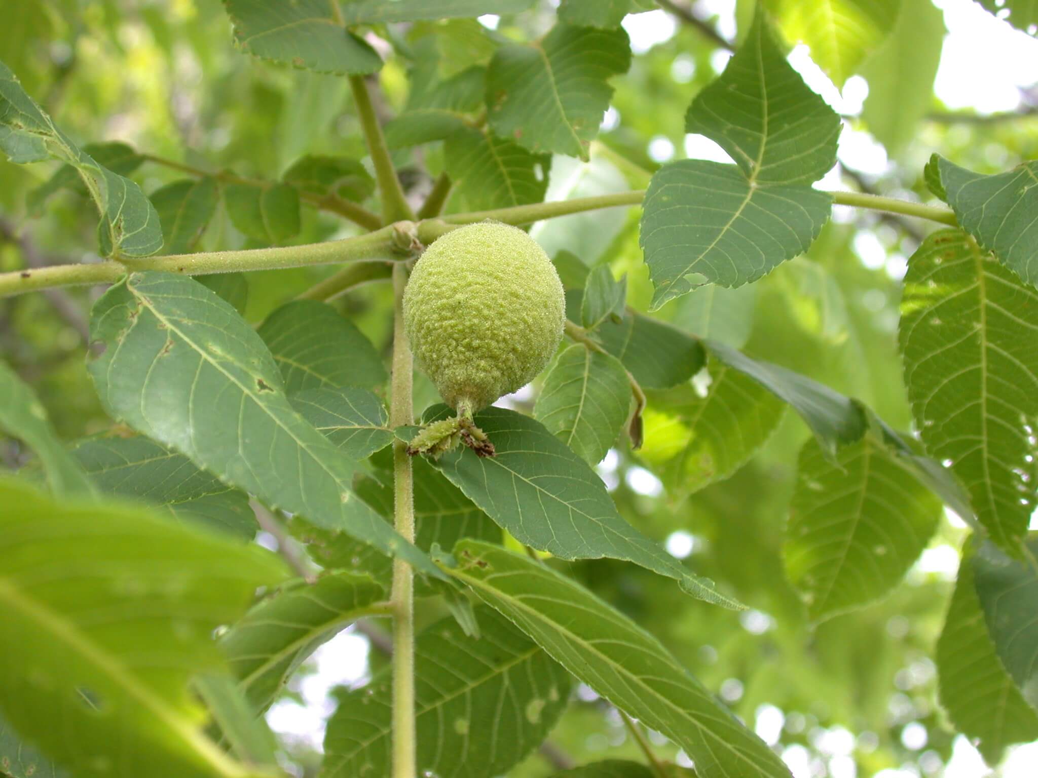 Walnut Nut