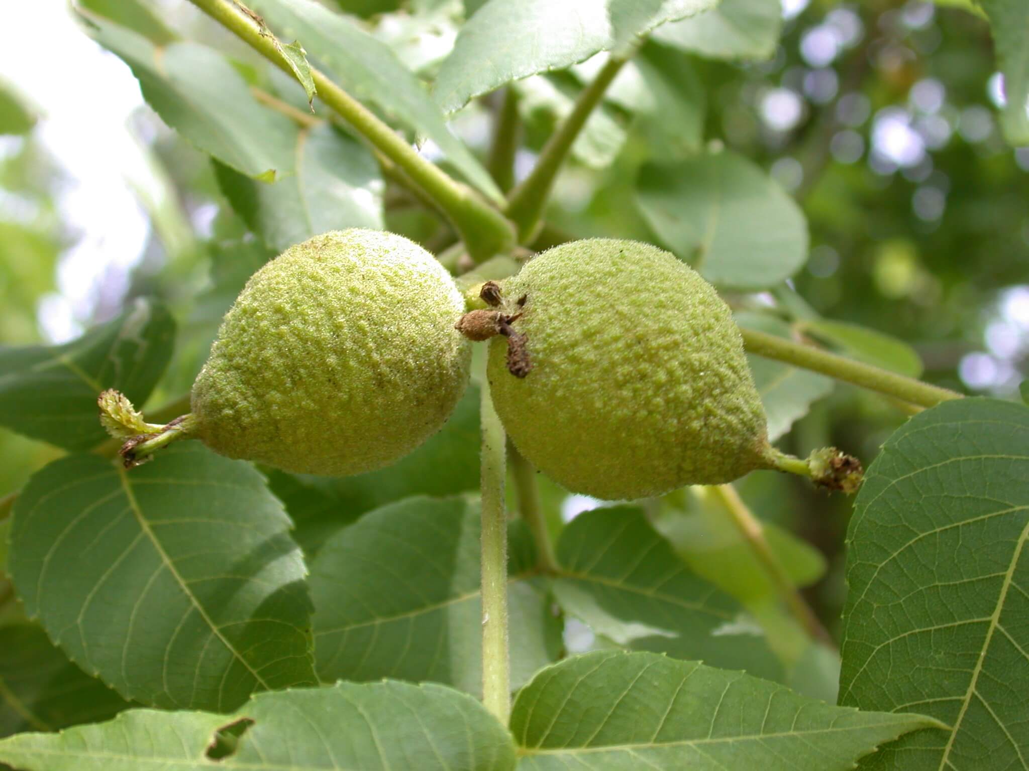 Walnut Nuts