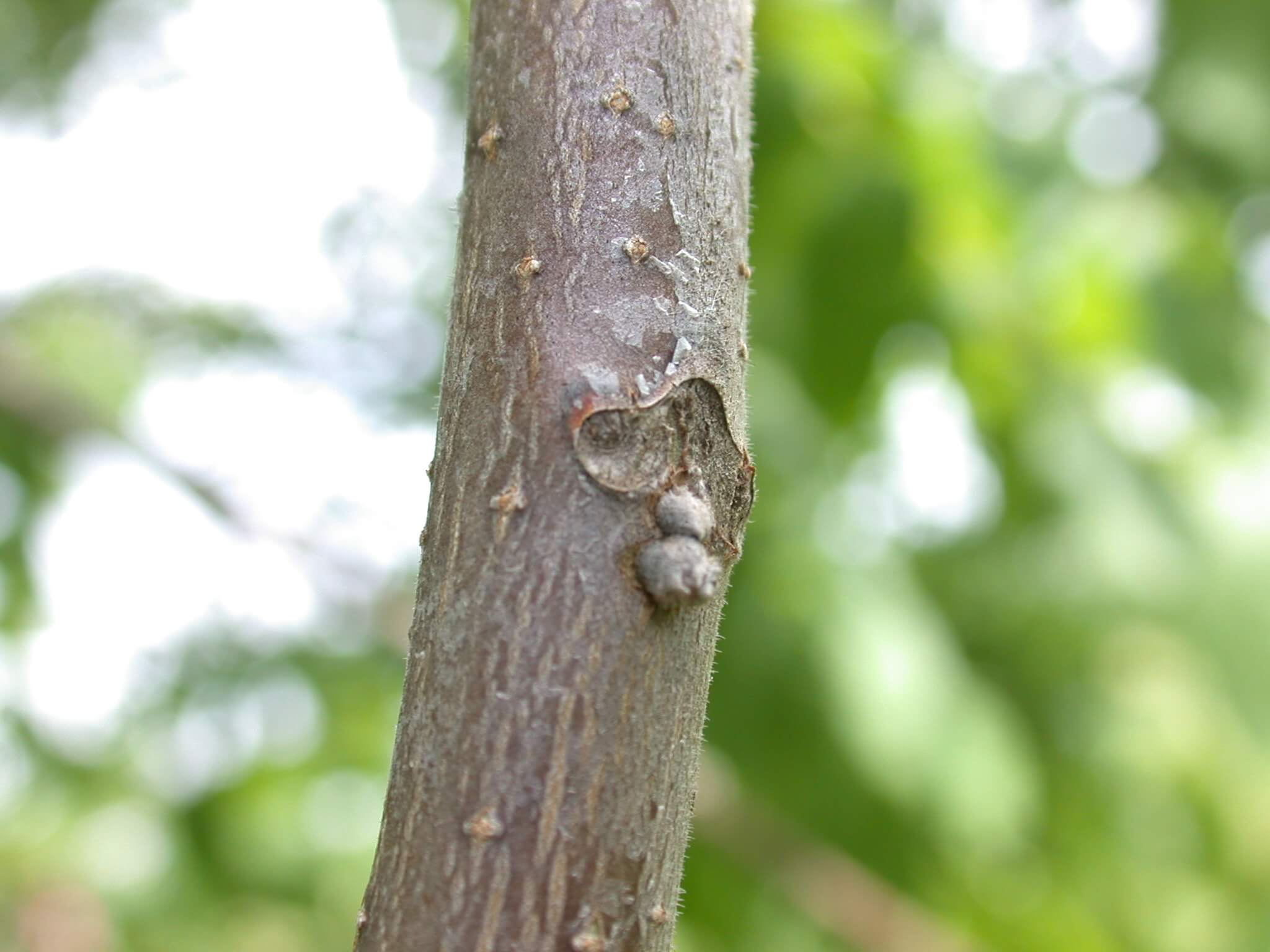 Walnut Stem