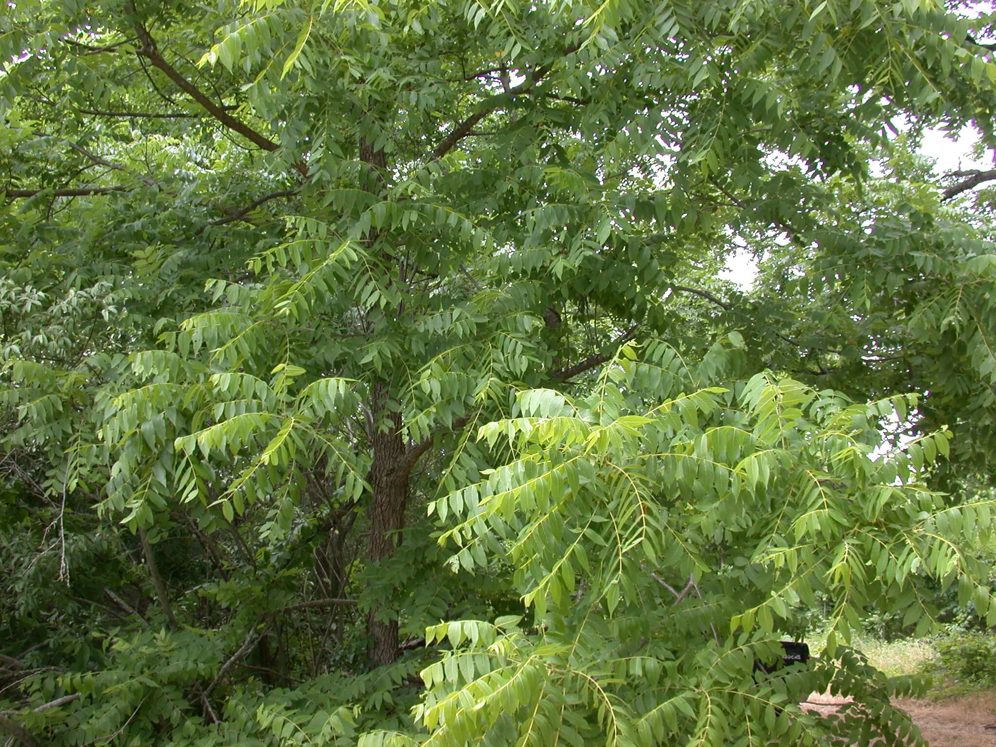 Walnut Tree