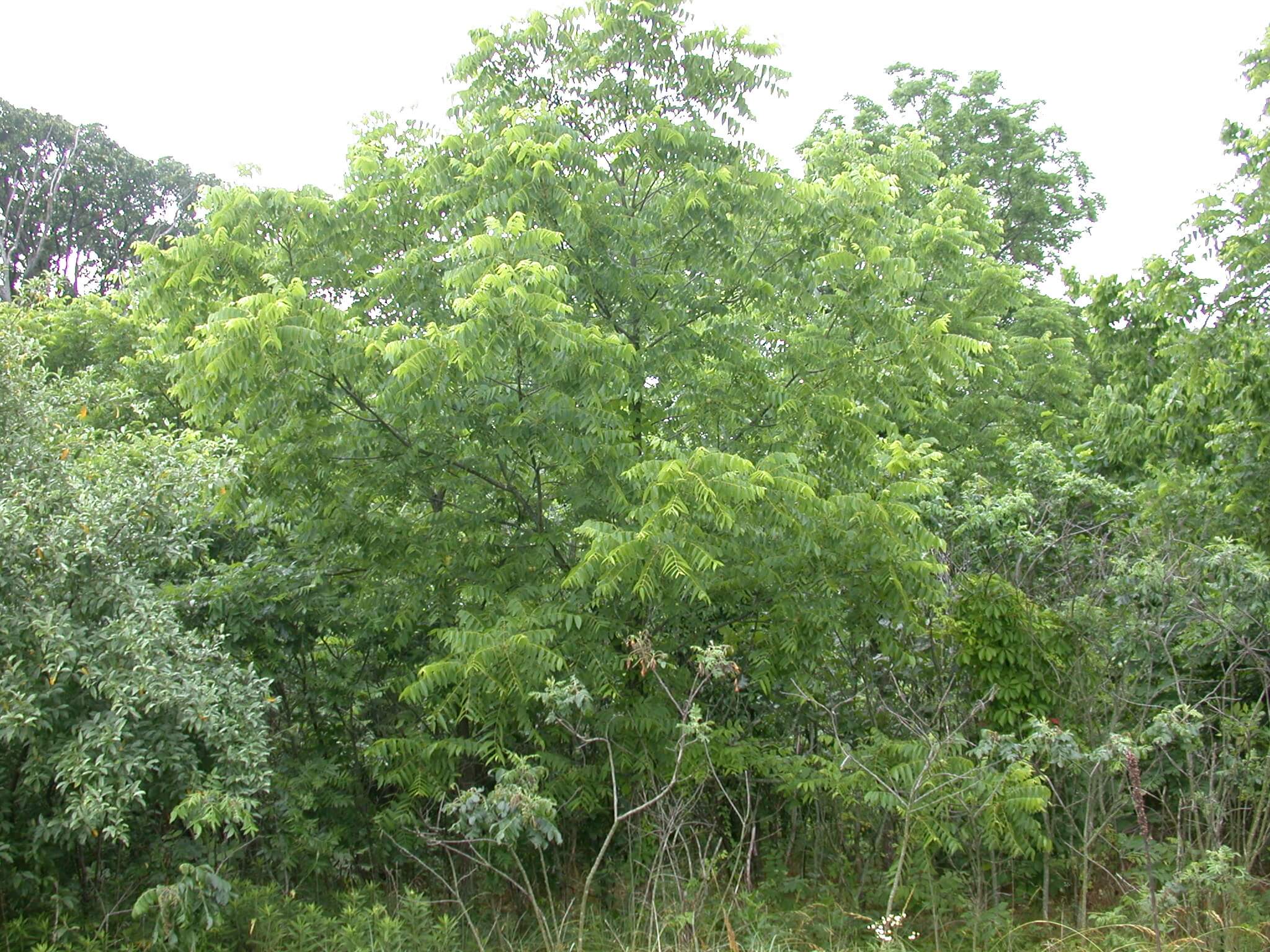 Walnut Tree