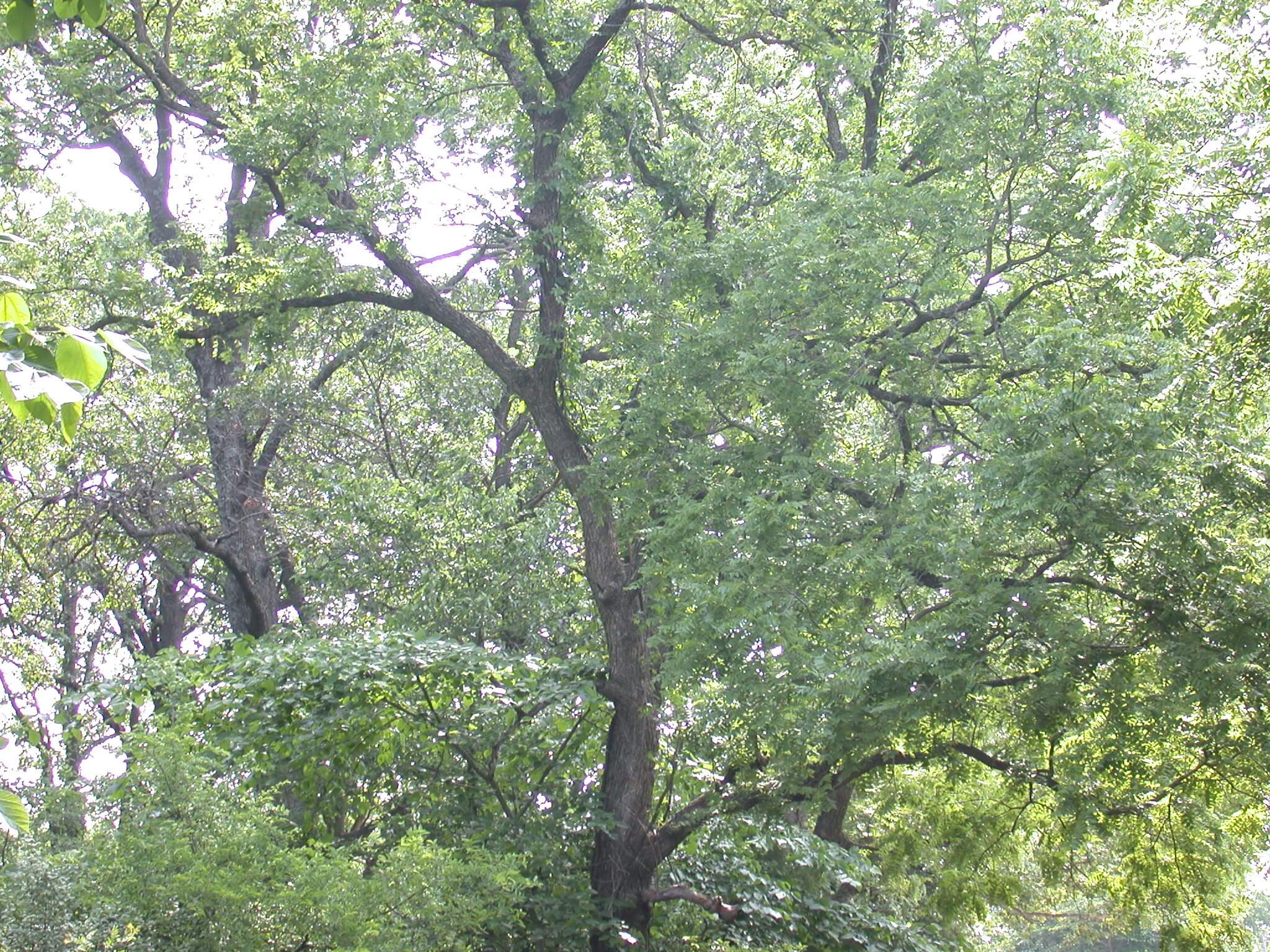 Walnut Tree