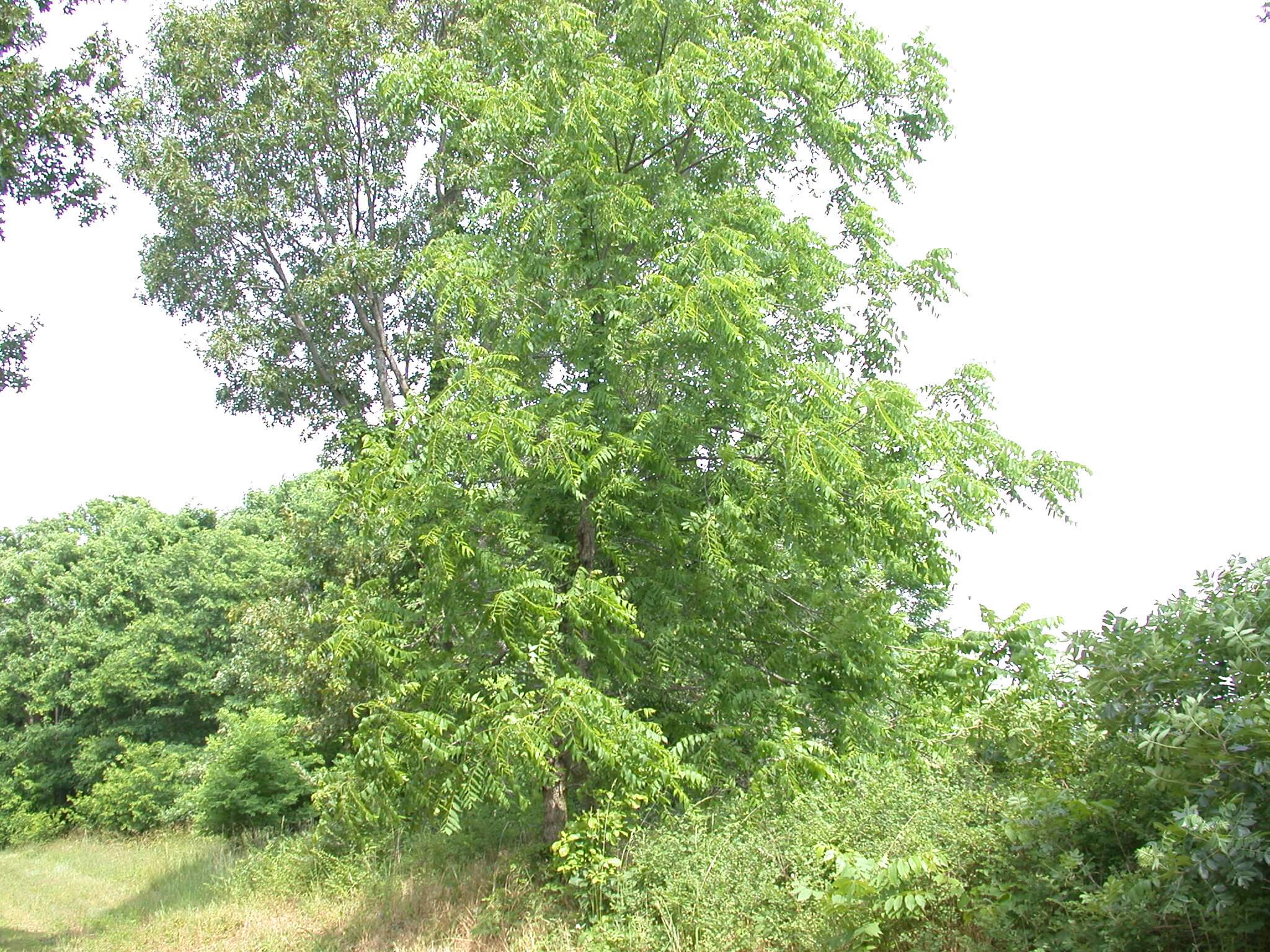 Walnut Tree