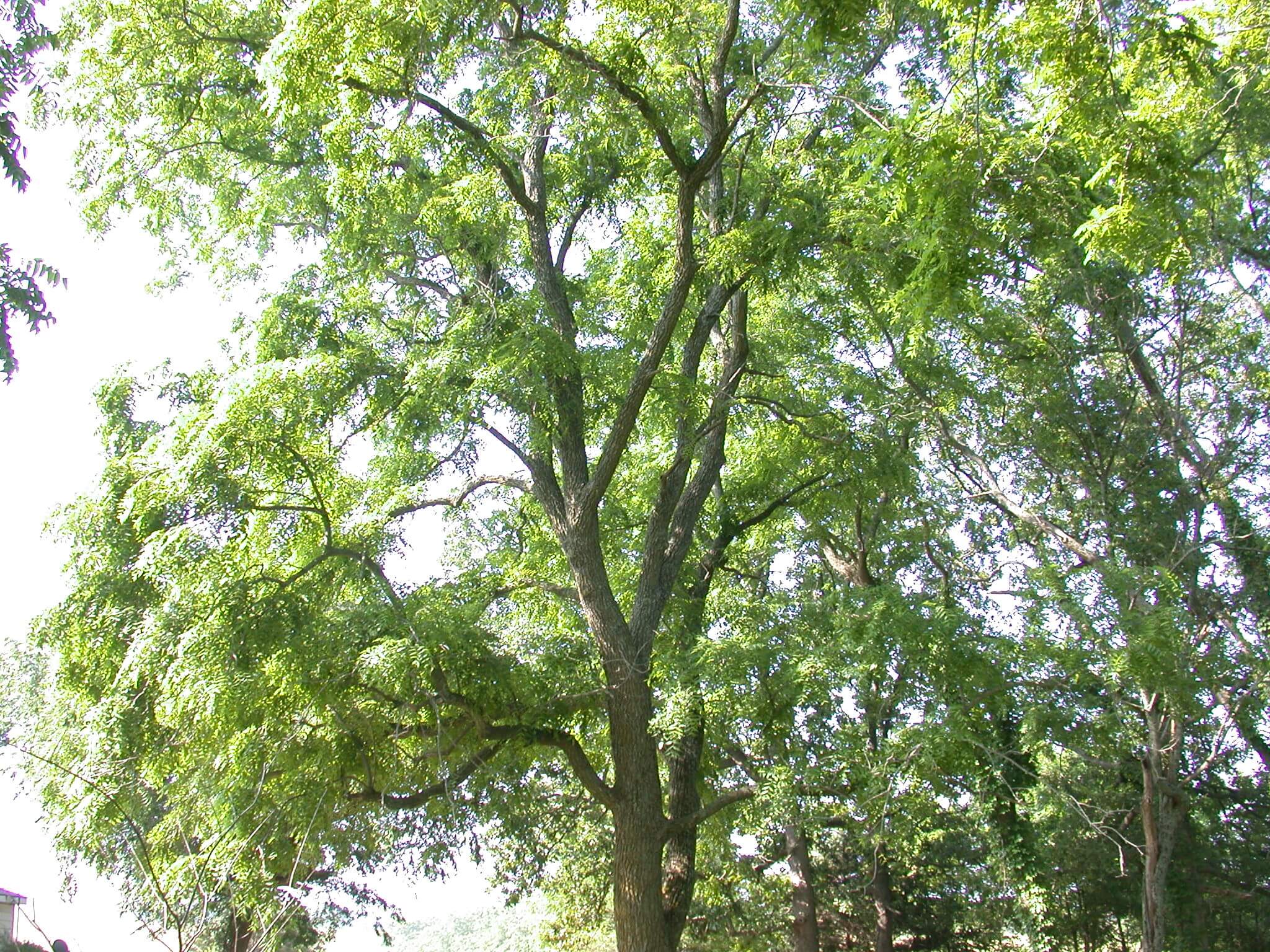 Walnut Tree