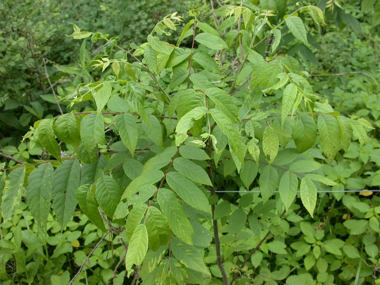 Walnut Tree Young