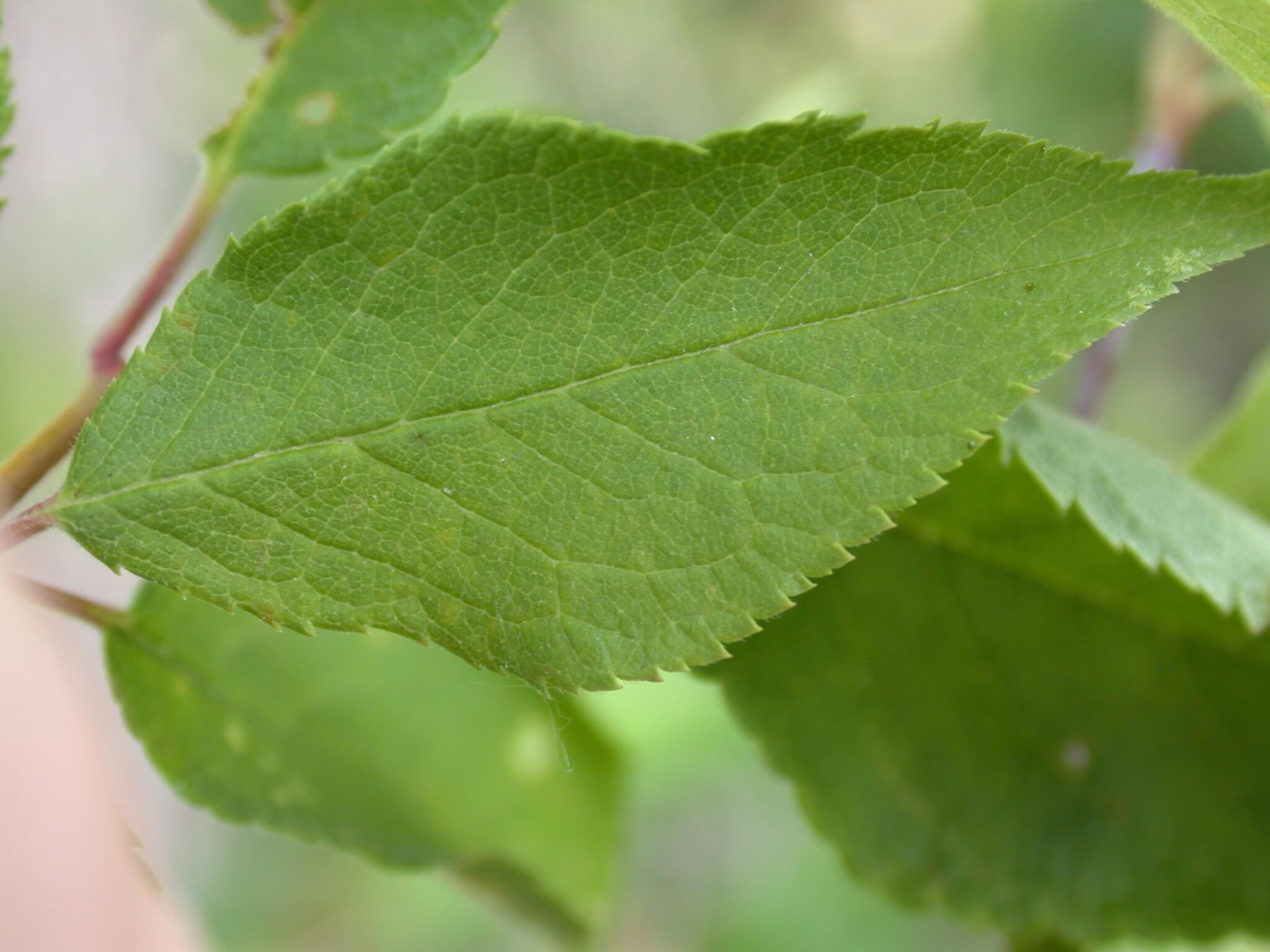 Wild Plum Leaf