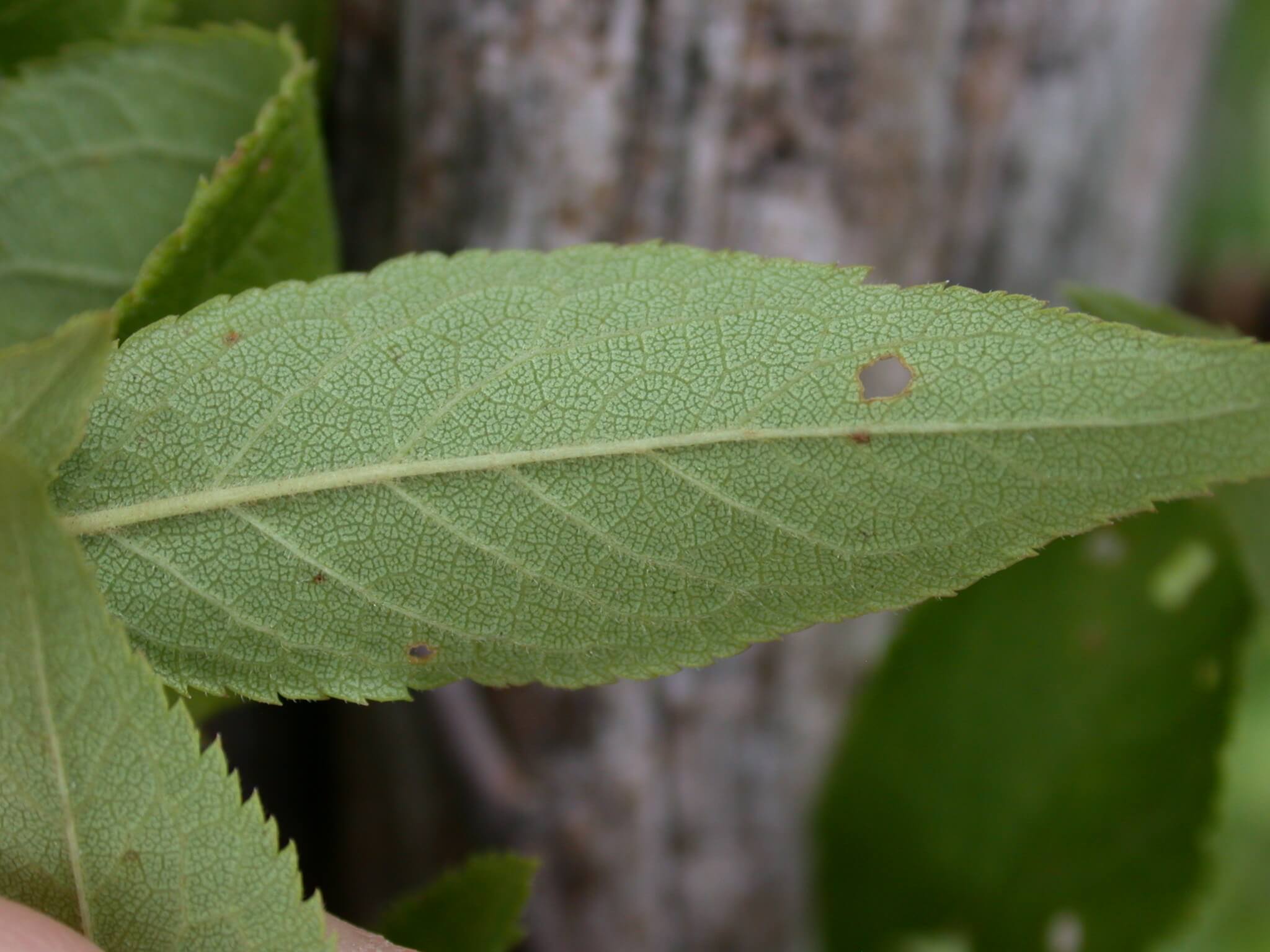 Wild Plum Leaf Backside