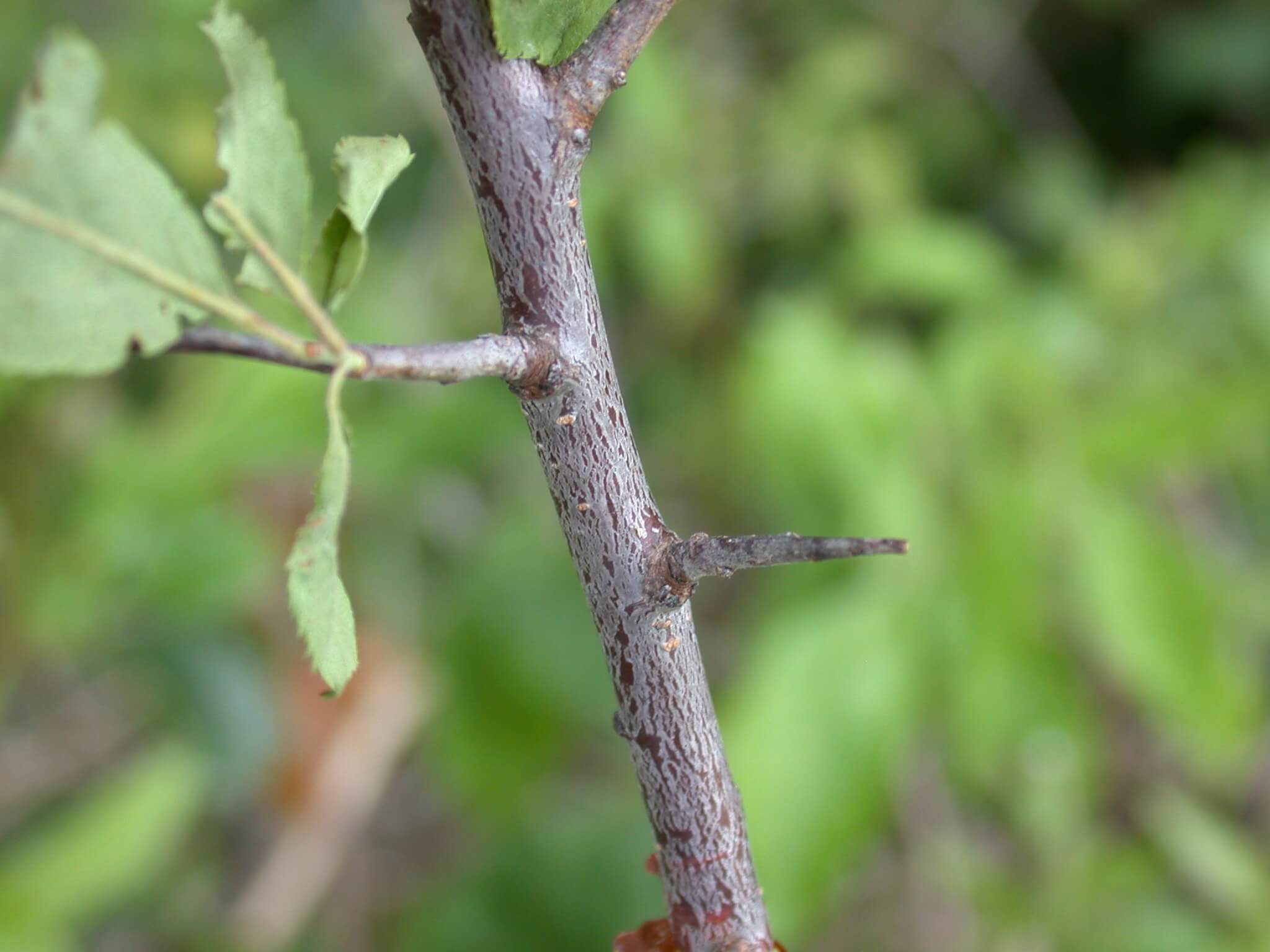 Wild Plum Thorn