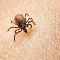 Small tick on skin Tick on person's skin