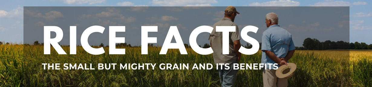 Rice facts the small but might grain and its benefits