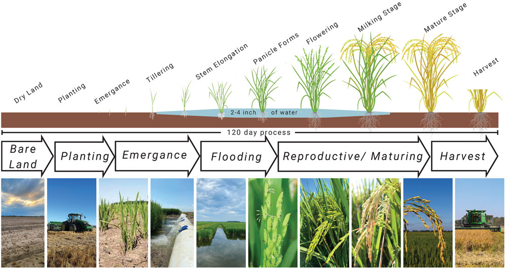 rice life cycle starts with planting, emergence, tillering, stem elongation, panicle forms, flowering, milking stage, mature stage, and harvest
