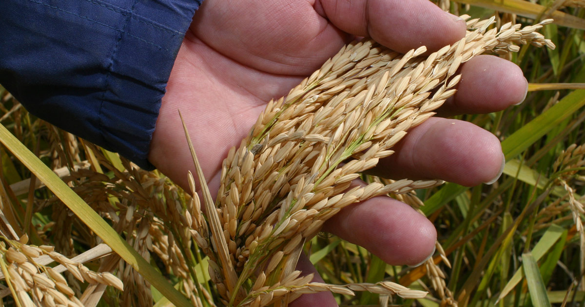 Experience Arkansas Rice Learn About Rice