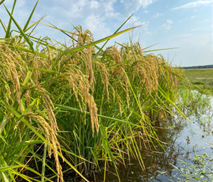 Rice Fun Facts