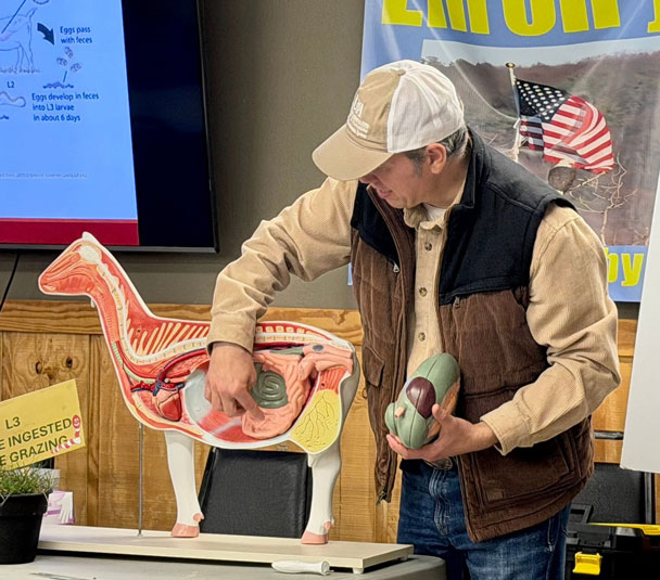 Man teaching with a model sheep